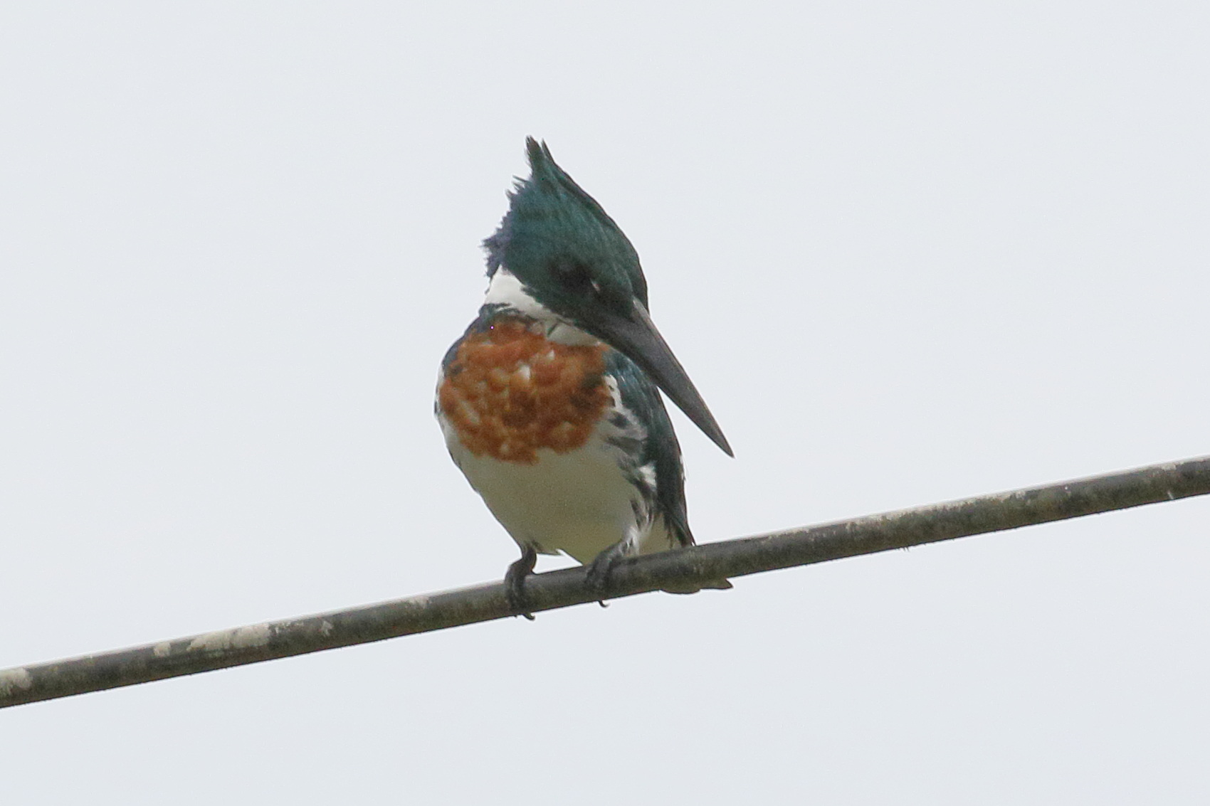 Afficher le média martin-pecheur_d-amazonie_-_chloroceryle_amazona4bd martin-pecheur_d-amazonie_-_chloroceryle_amazona4bd