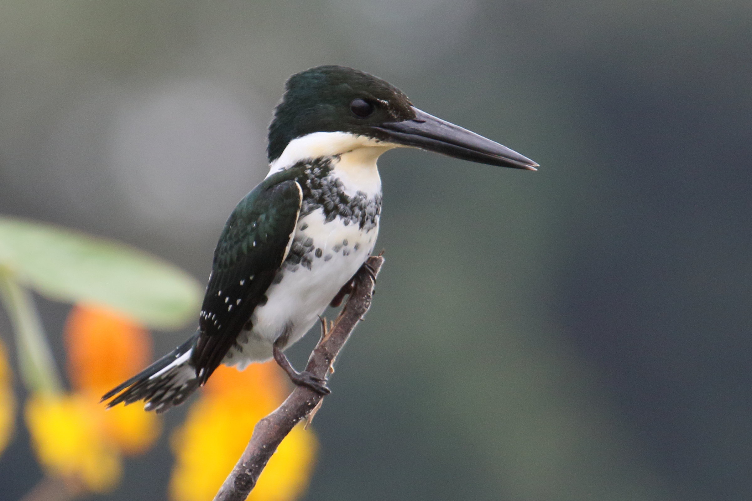 martin-pecheur_vert_-_chloroceryle_americana3md