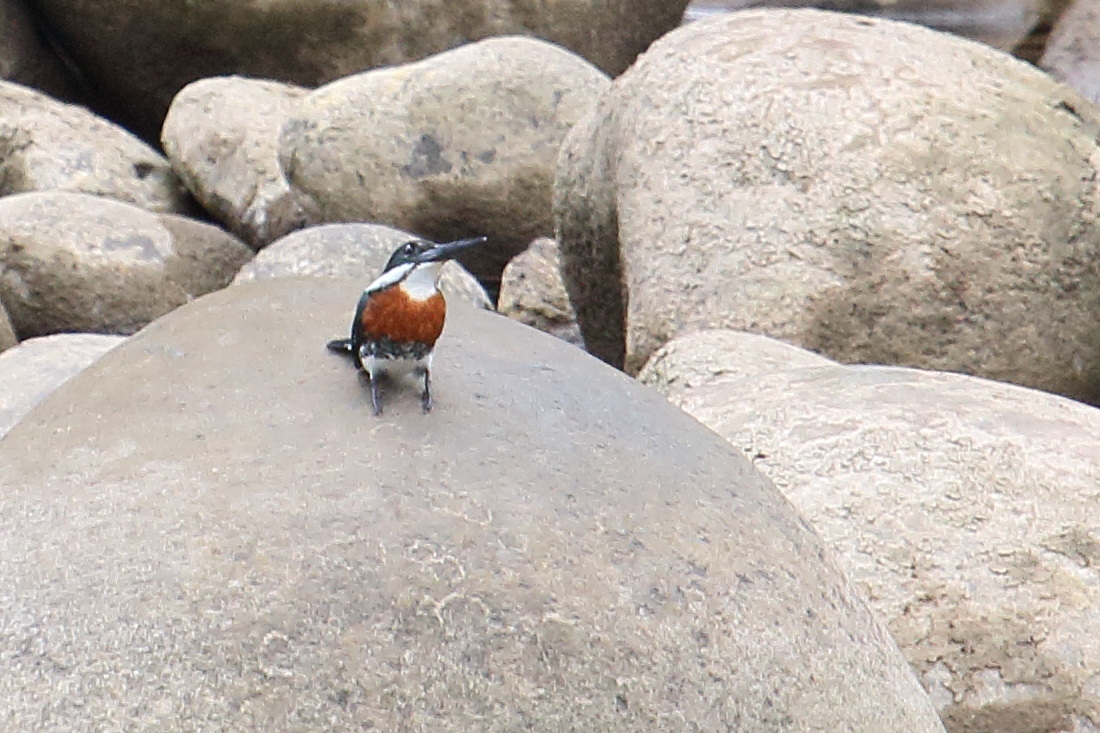 martin-pecheur_vert_-_chloroceryle_americana4md