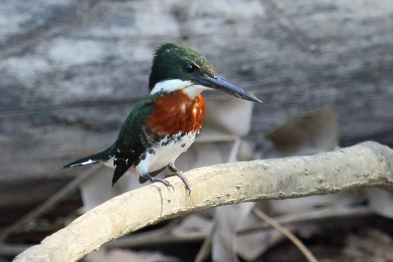 martin-pecheur_vert_-_chloroceryle_americana5md