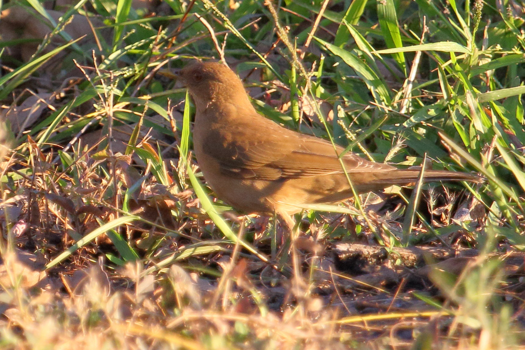 merle_fauve_-_turdus_grayi4md