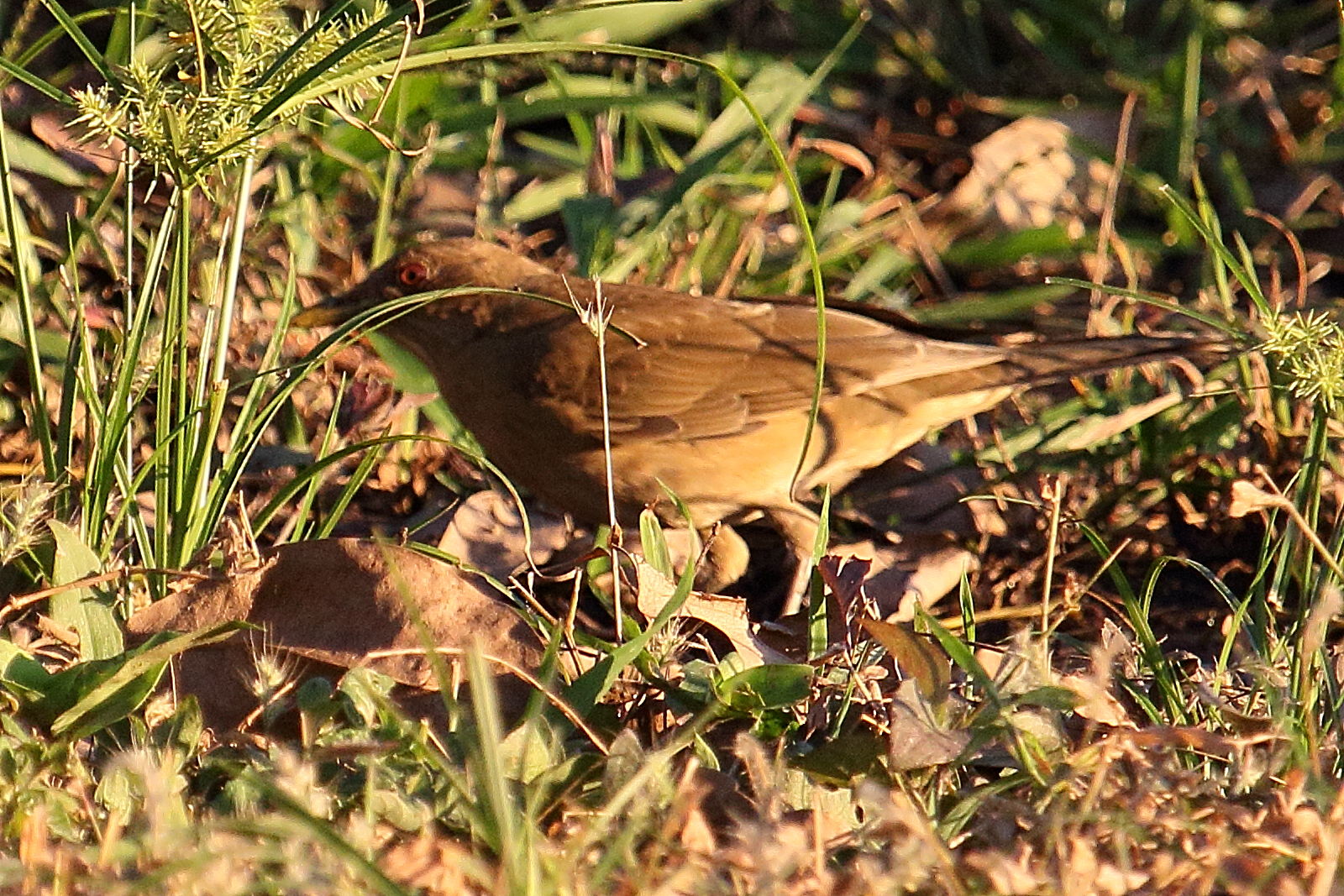 merle_fauve_-_turdus_grayi5md