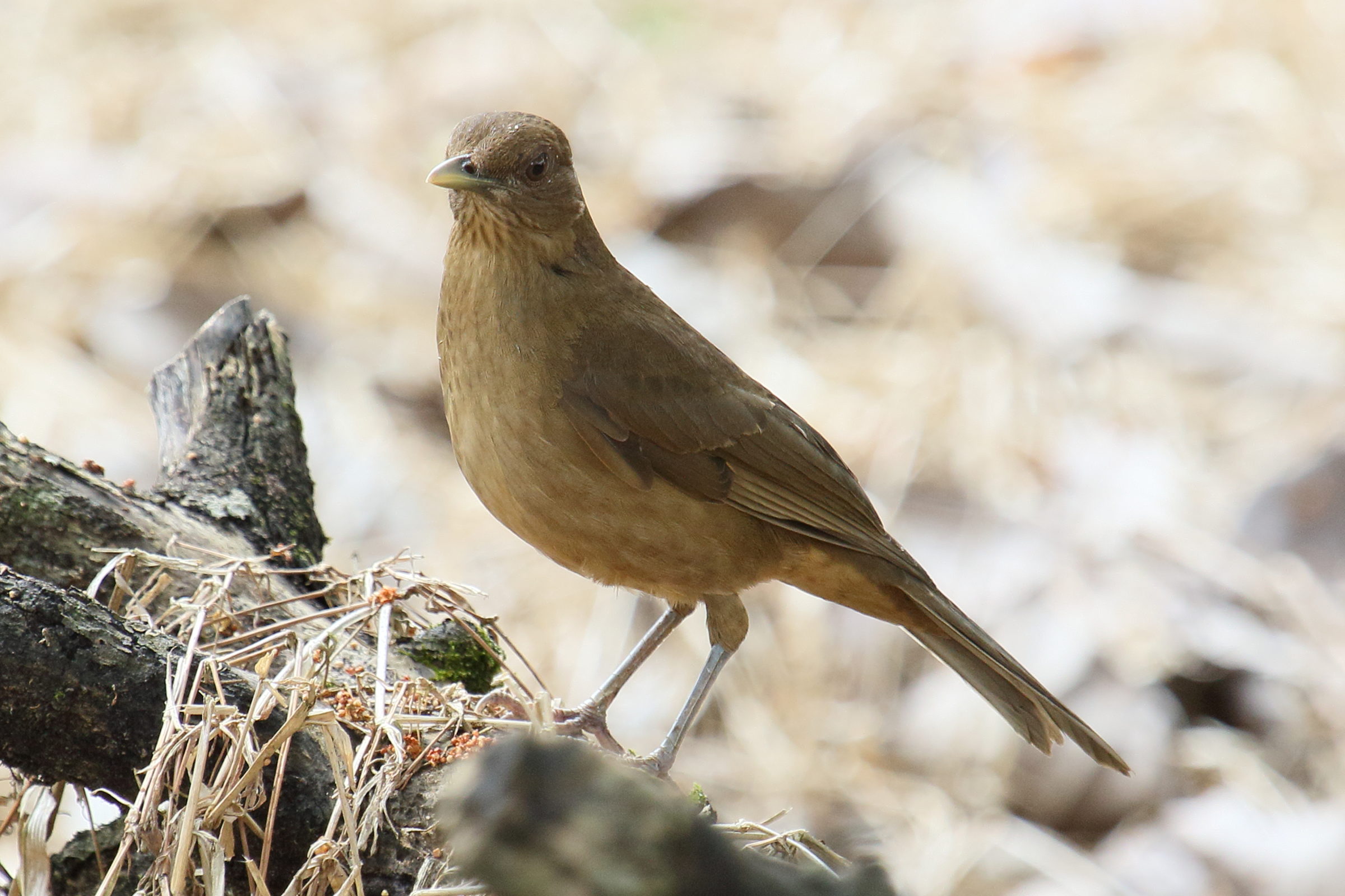 merle_fauve_-_turdus_grayi7md