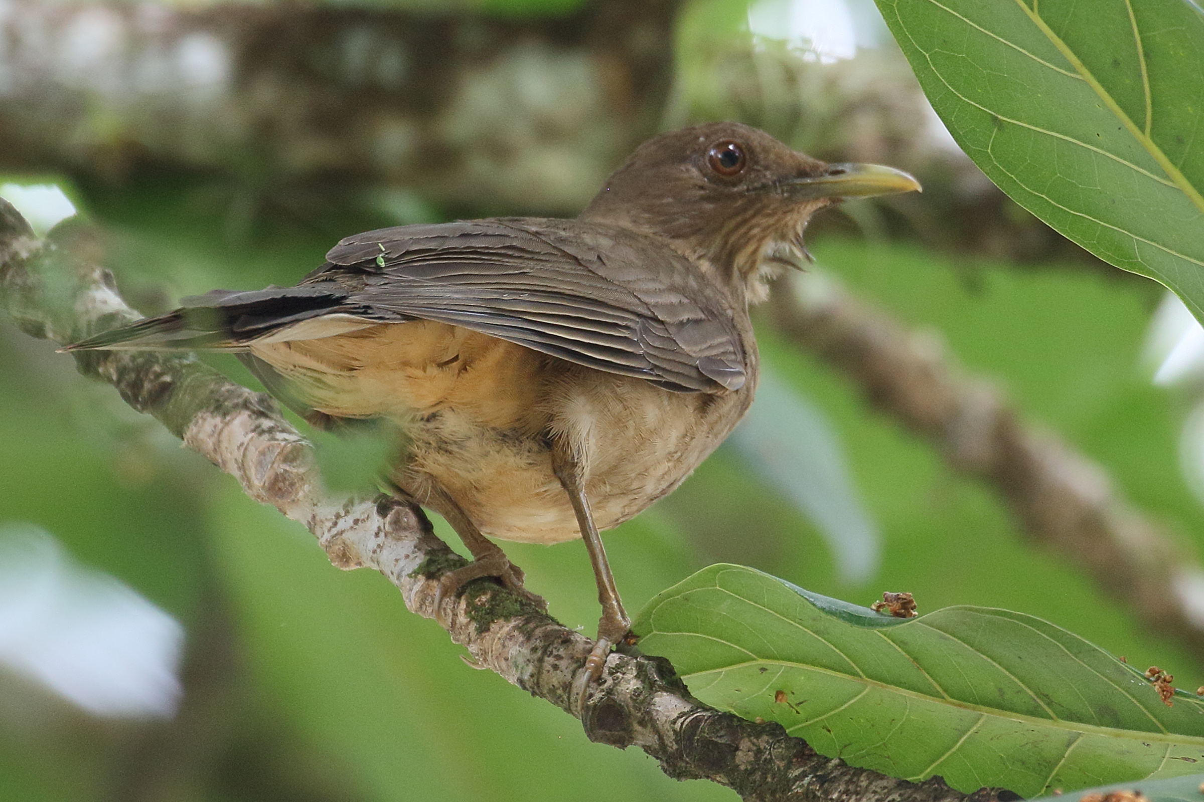 merle_fauve_-_turdus_grayi8bd