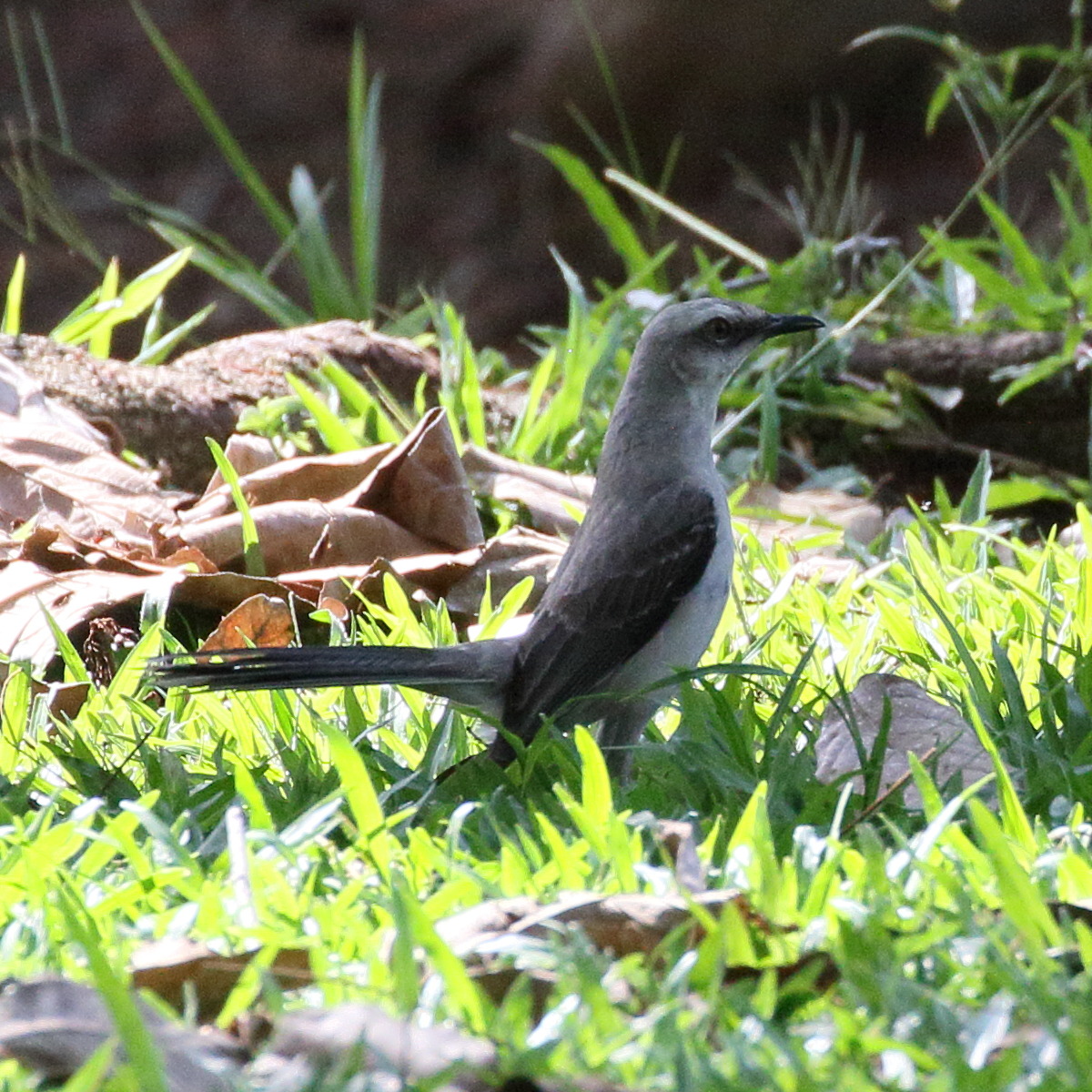 moqueur_des_savanes_-_mimus_gilvus7bd