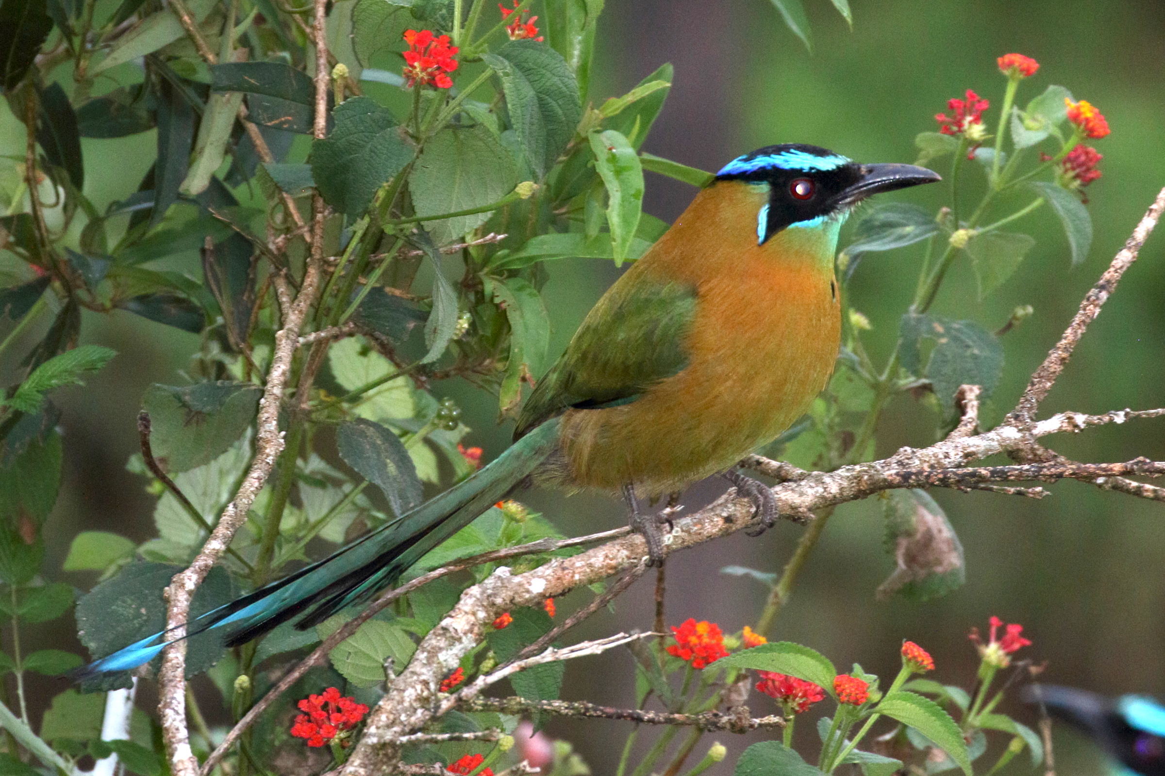 motmot_de_lesson_-_momotus_lessonii3bd