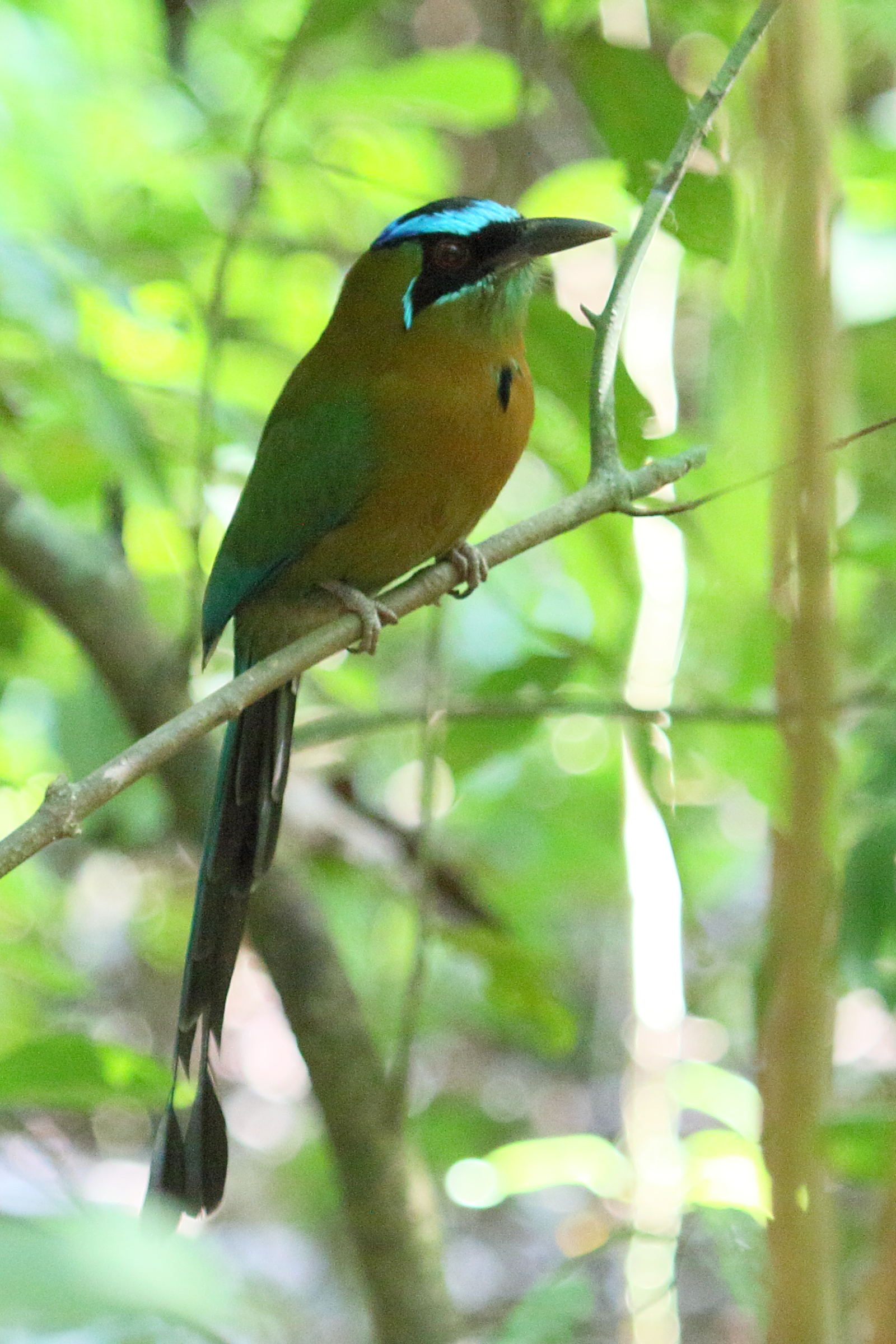 motmot_de_lesson_-_momotus_lessonii4md