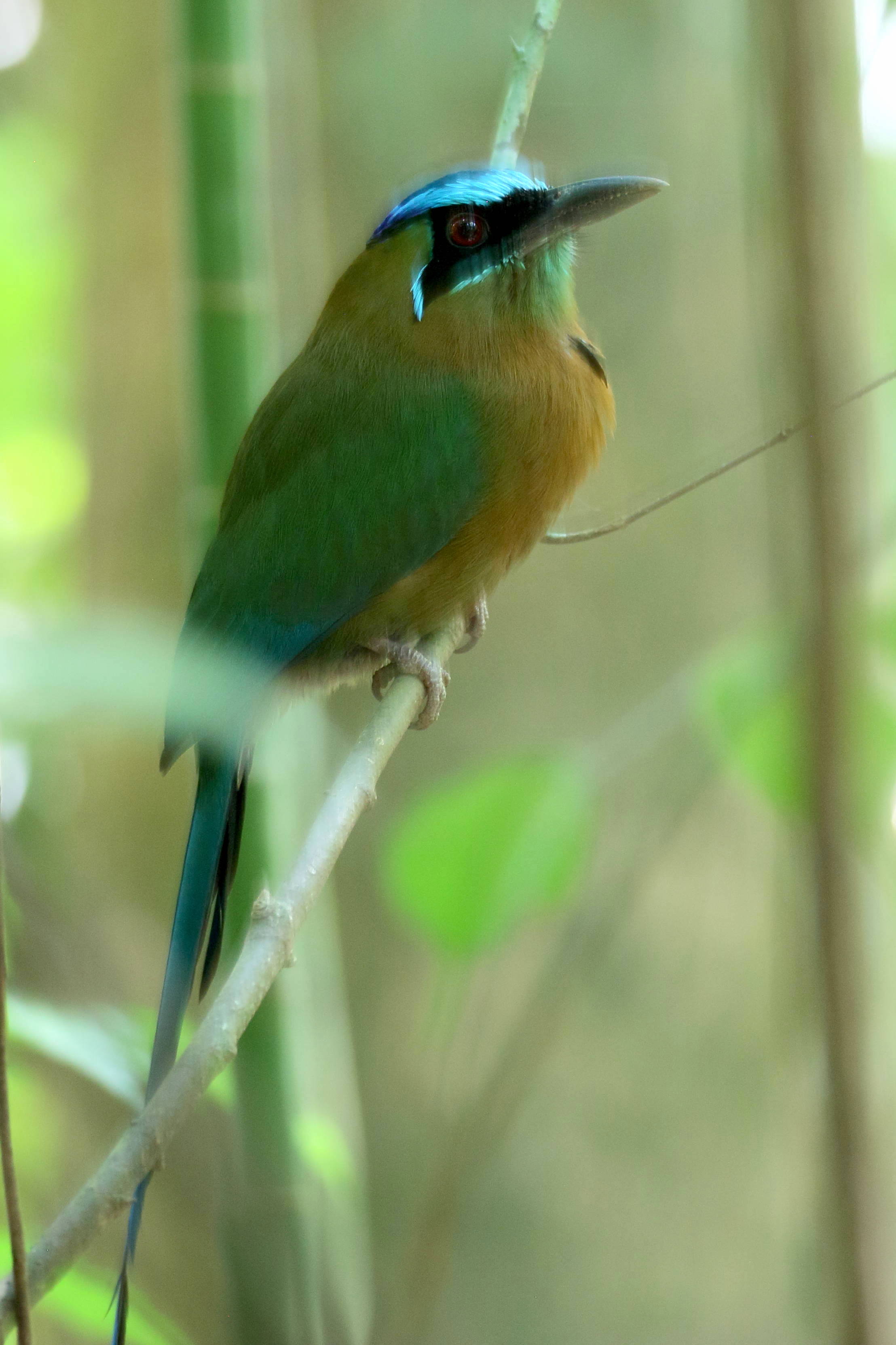 motmot_de_lesson_-_momotus_lessonii5bd
