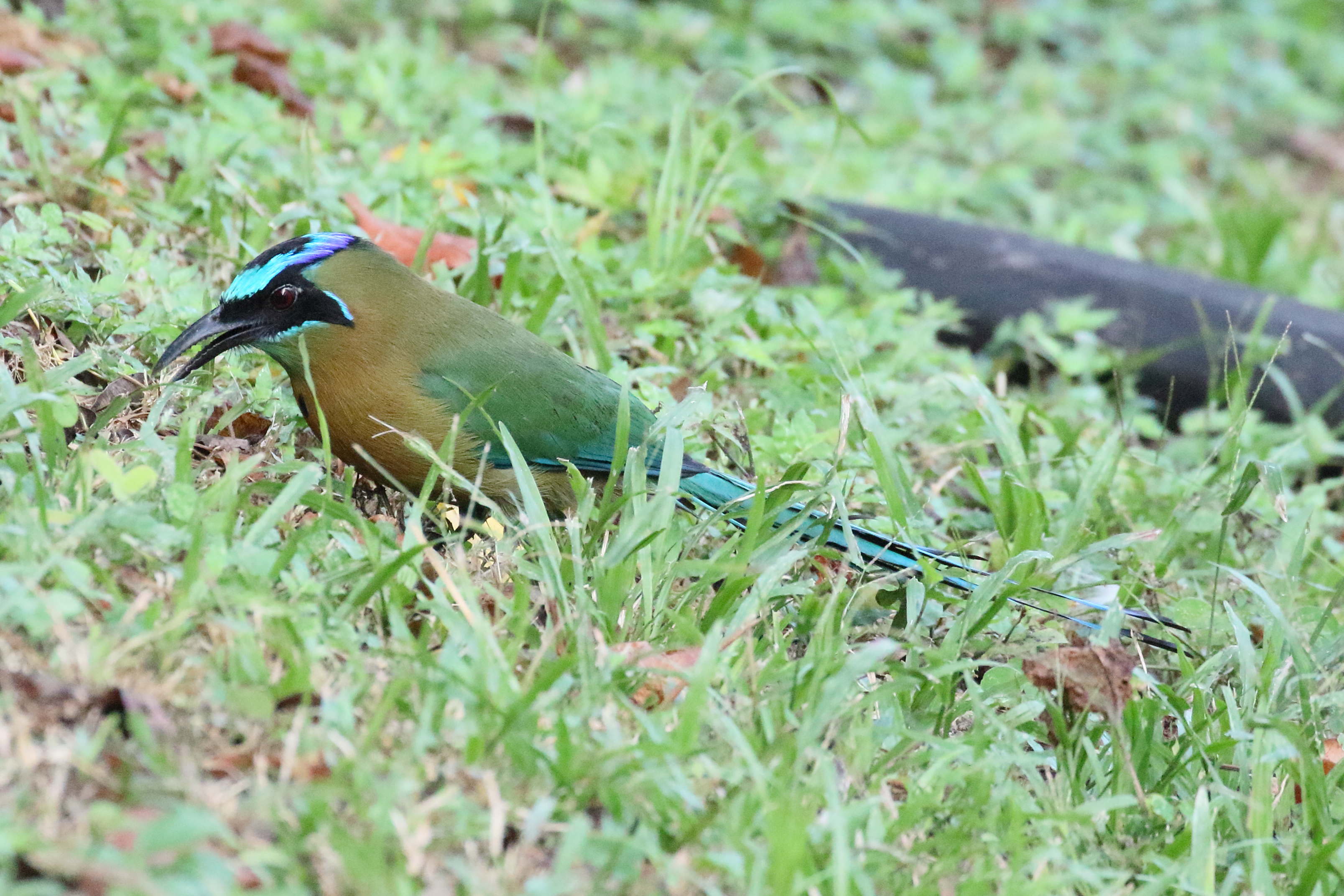 motmot_de_lesson_-_momotus_lessonii6bd