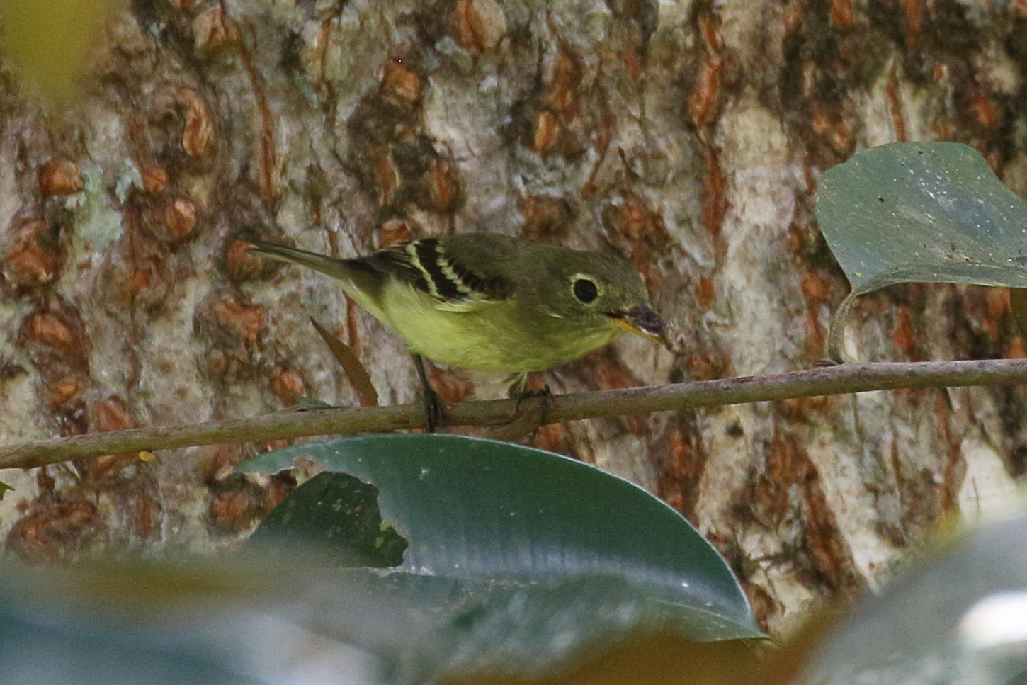 moucherolle_jaunatre_-_empidonax_flavescens2bd