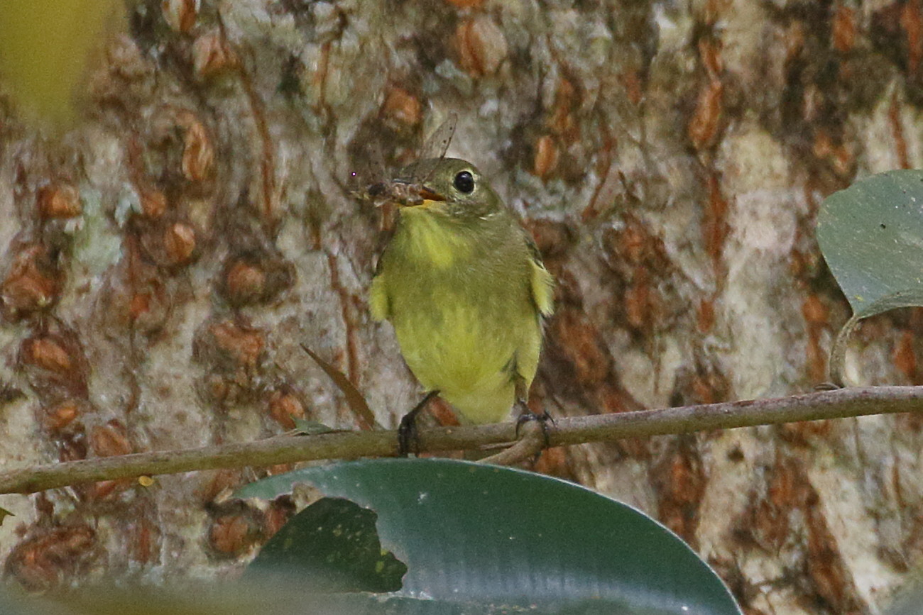 moucherolle_jaunatre_-_empidonax_flavescens3bd