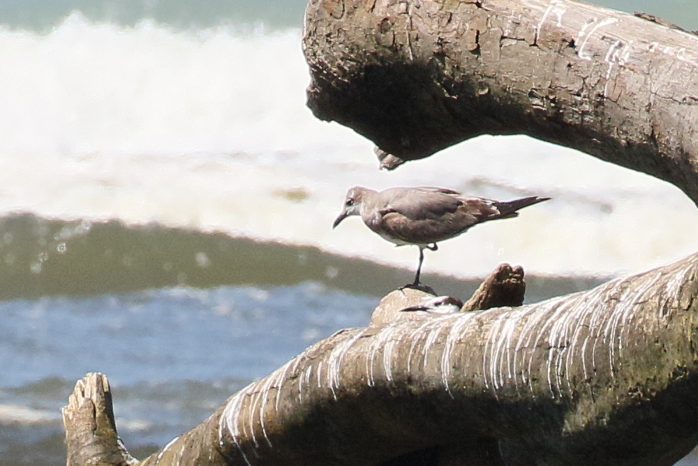 mouette_atricille_-_leucophaeus_atricilla5bd