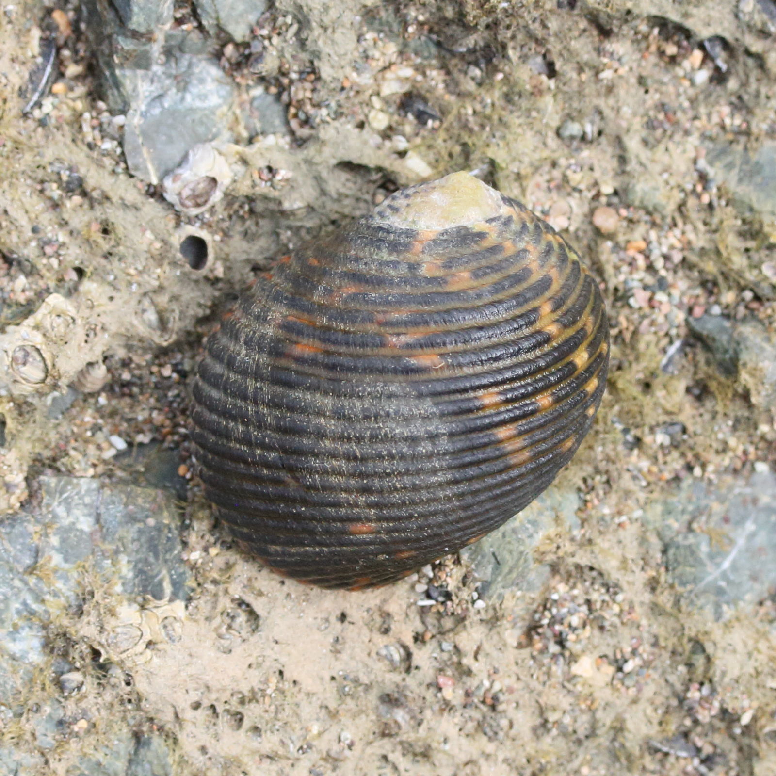 nerita_scabricosta5md