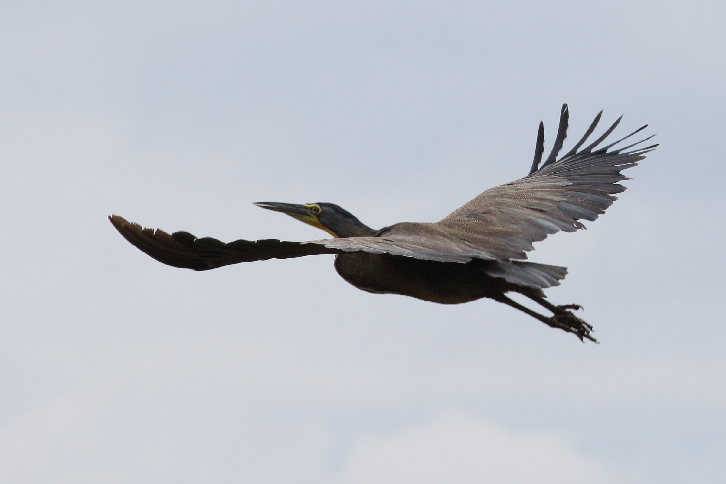 onore_du_mexique_-_tigrisoma_mexicanum6md