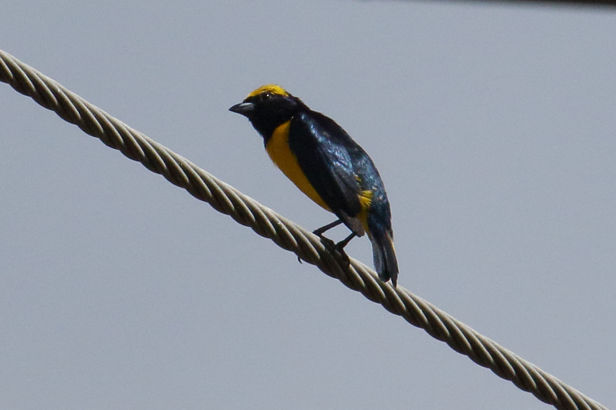 Afficher le média organiste_a_calotte_jaune_-_euphonia_luteicapilla2md organiste_a_calotte_jaune_-_euphonia_luteicapilla2md