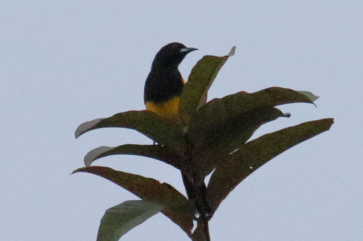 oriole_monacal_-_icterus_prosthemelas2md