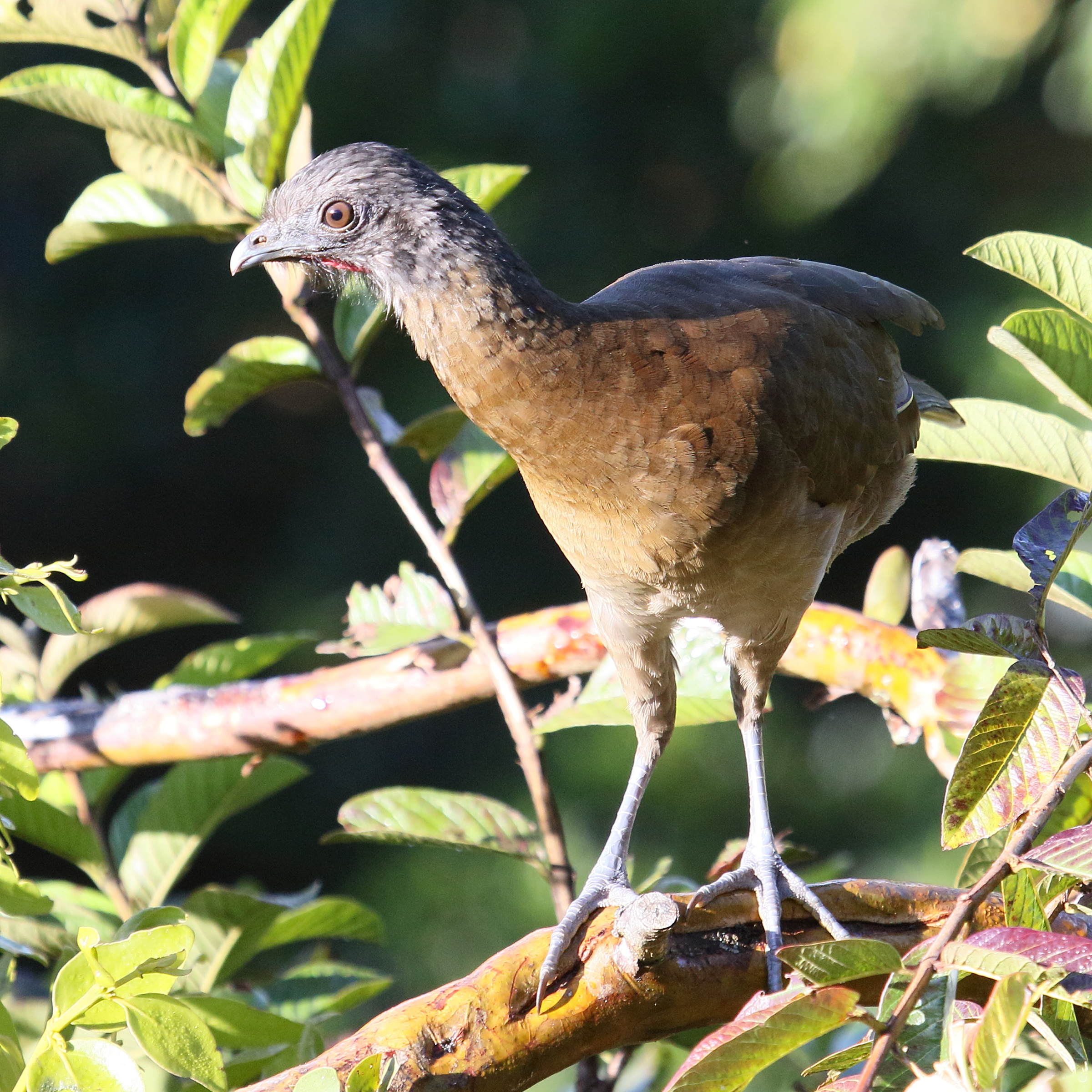 ortalide_a_tete_grise_-_ortalis_cinereiceps6md