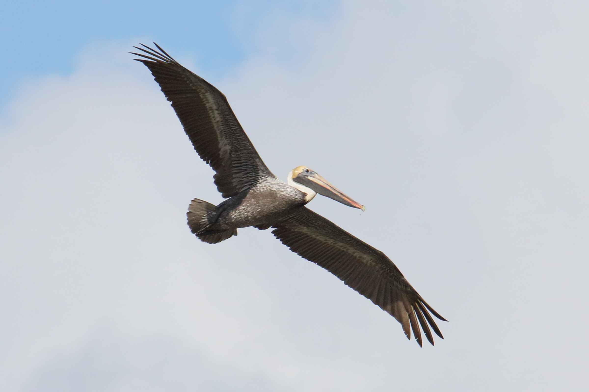 pelican_brun_-_pelecanus_occidentalis6md