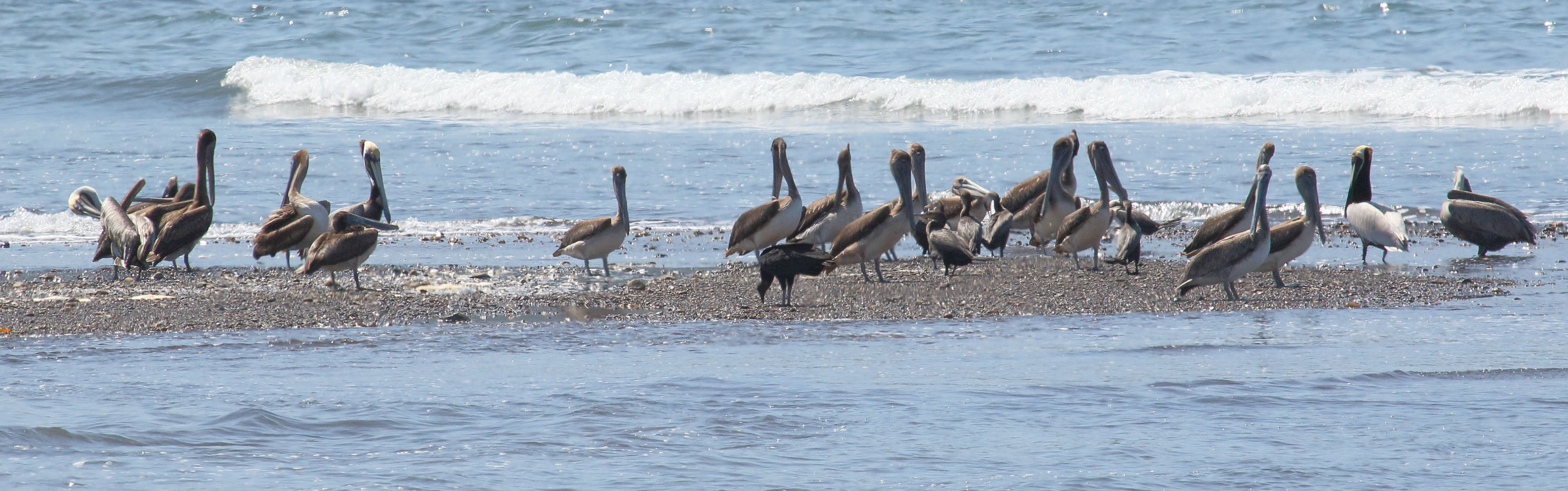 pelican_brun_-_pelecanus_occidentalis7md