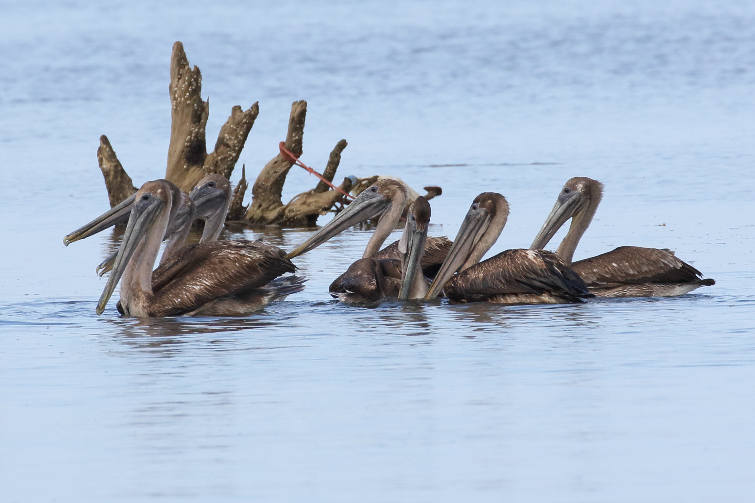 pelican_brun_-_pelecanus_occidentalis8bd