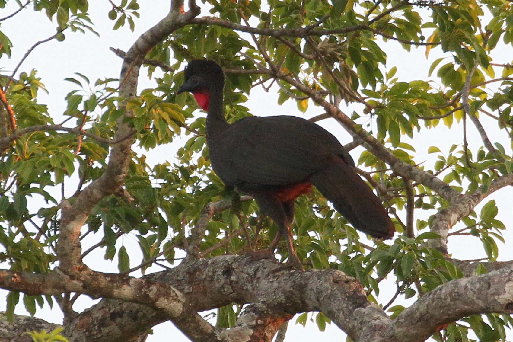 penelope_panachee_-_penelope_purpurascens2bd