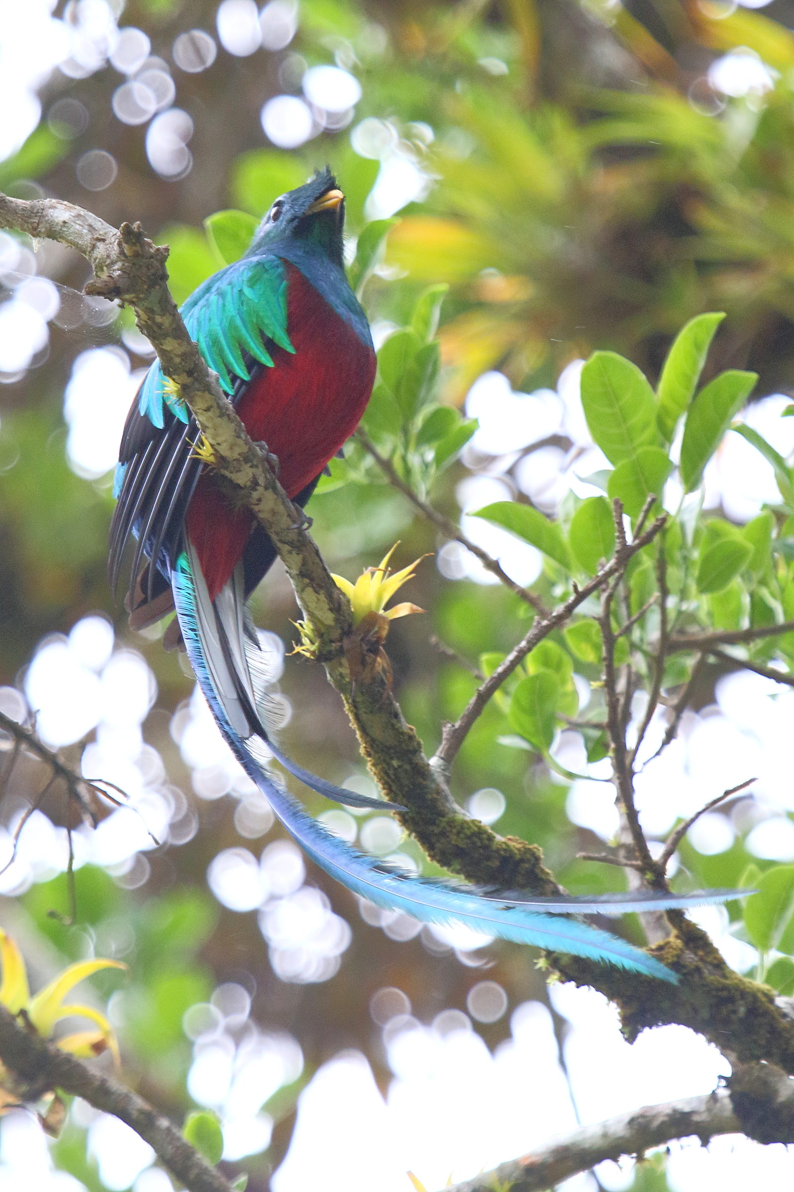quetzal_resplendissant_-_pharomachus_mocinno4md