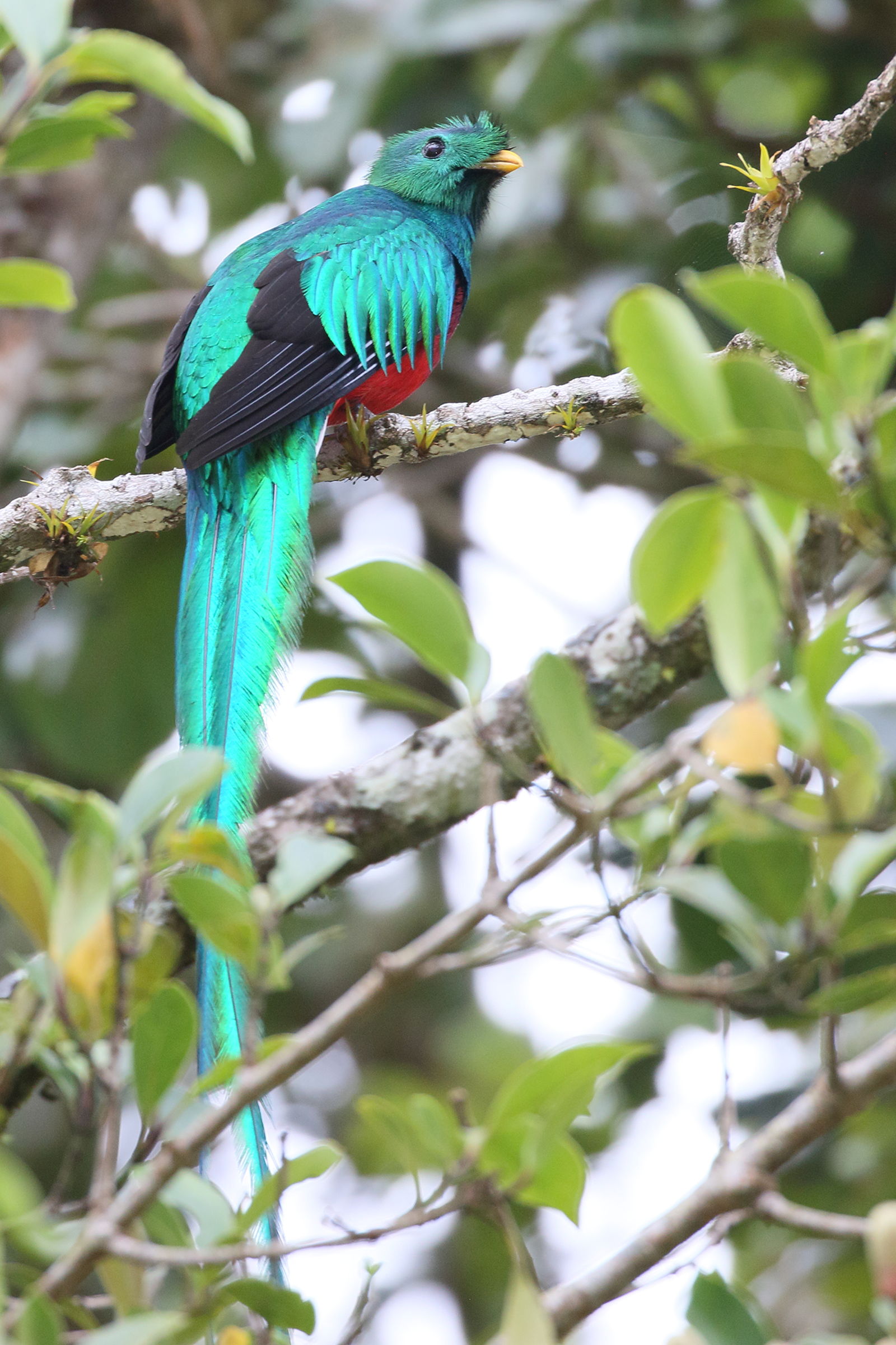 quetzal_resplendissant_-_pharomachus_mocinno5bd