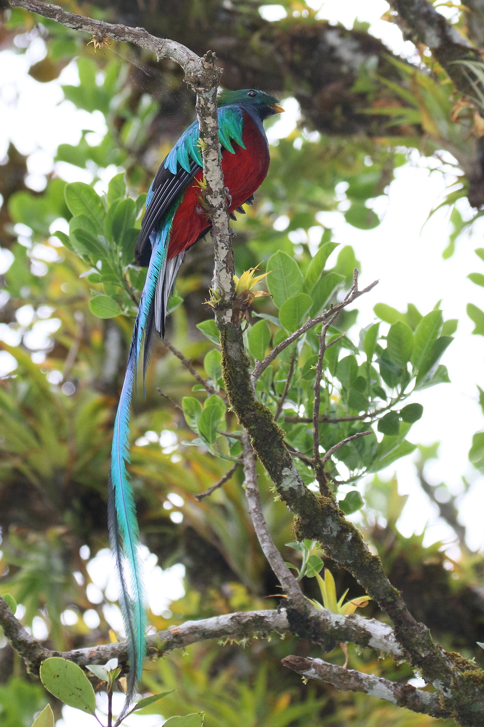 quetzal_resplendissant_-_pharomachus_mocinno6bd
