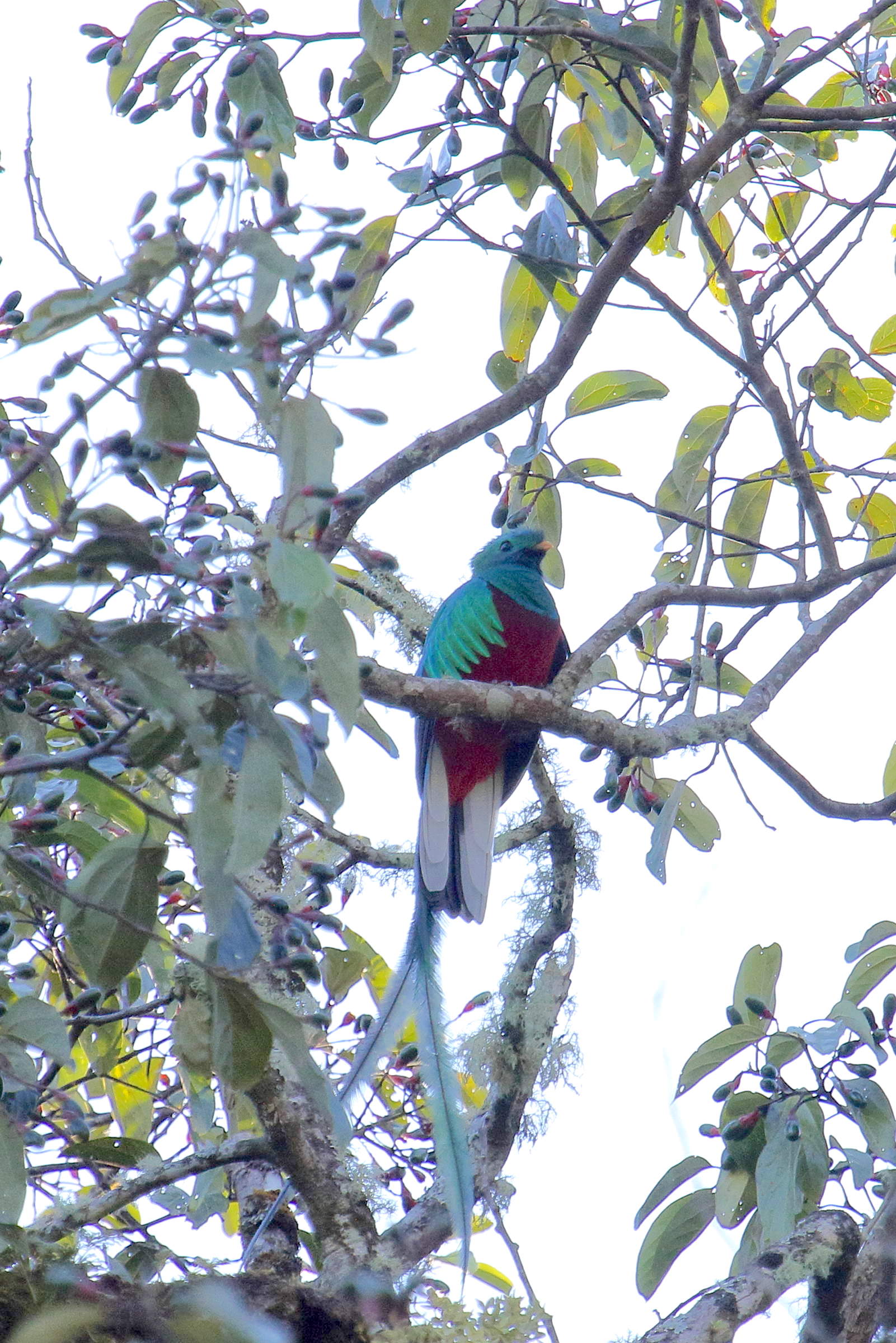 quetzal_resplendissant_-_pharomachus_mocinno7md