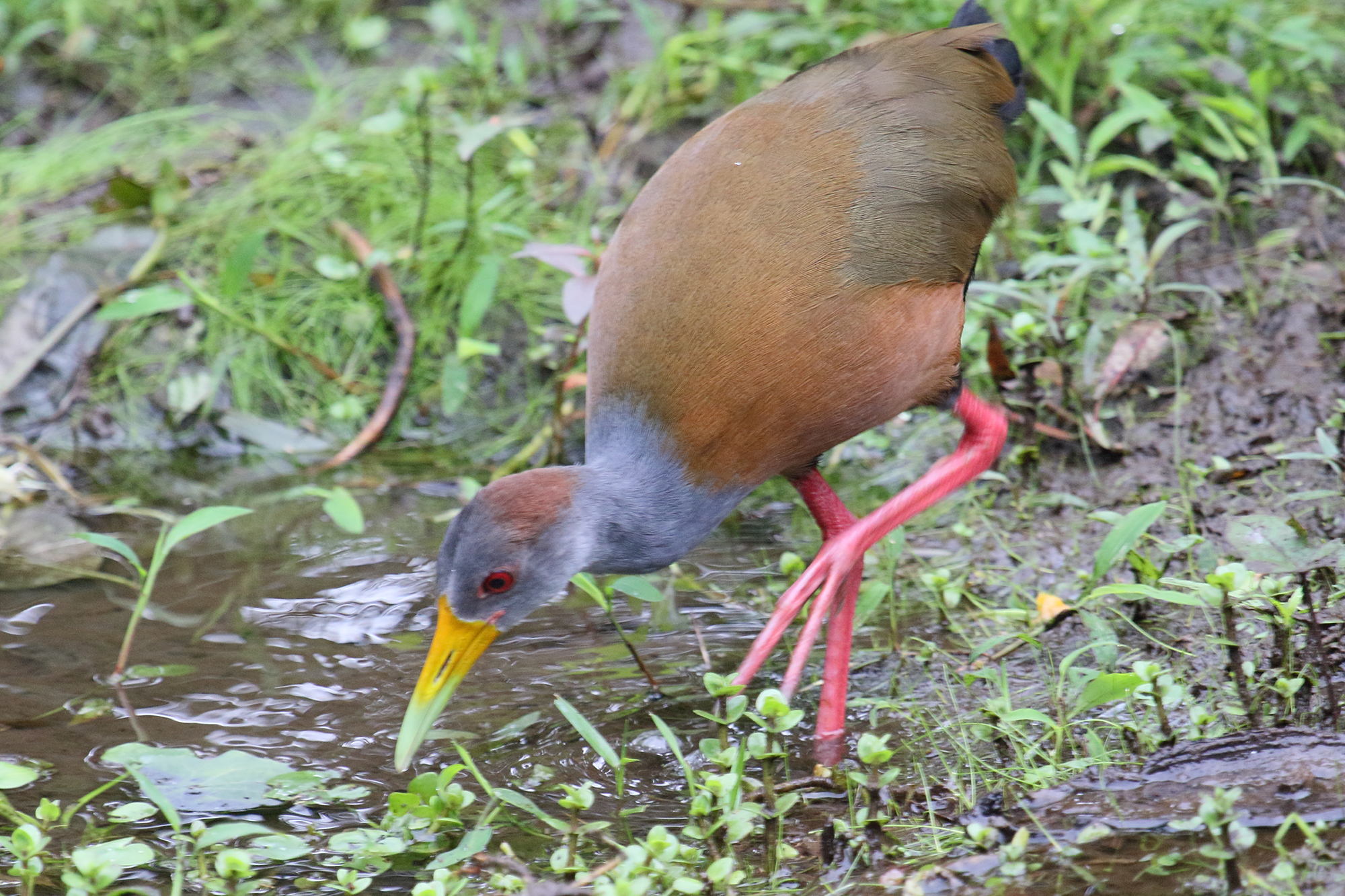 rale_de_cayenne_-_aramides_cajeanus5md