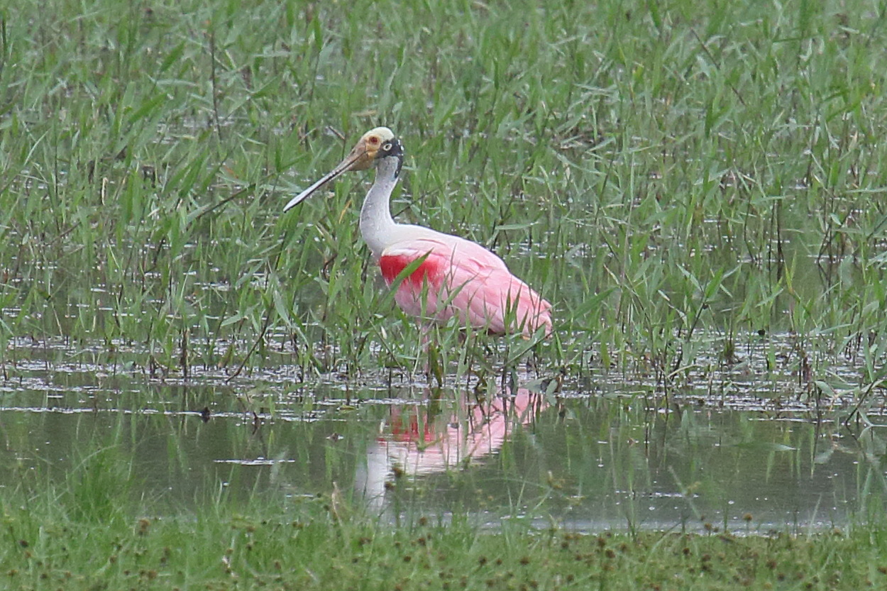 spatule_rosee_-_platalea_ajaja6md