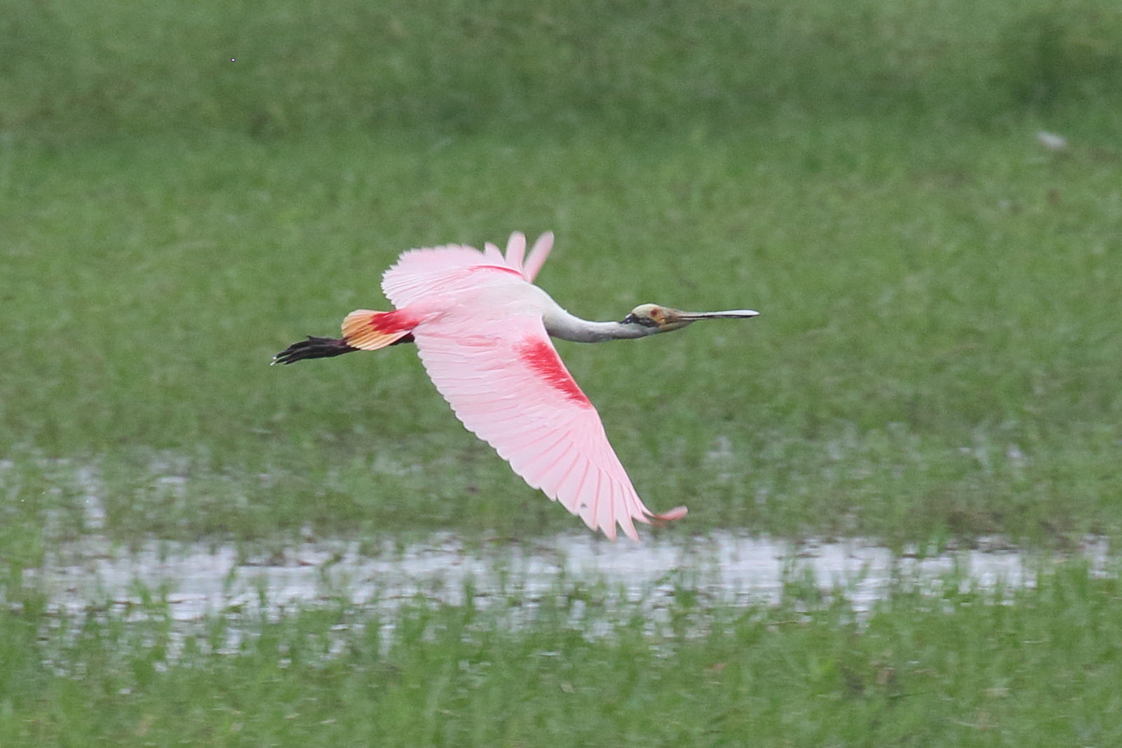 spatule_rosee_-_platalea_ajaja7bd