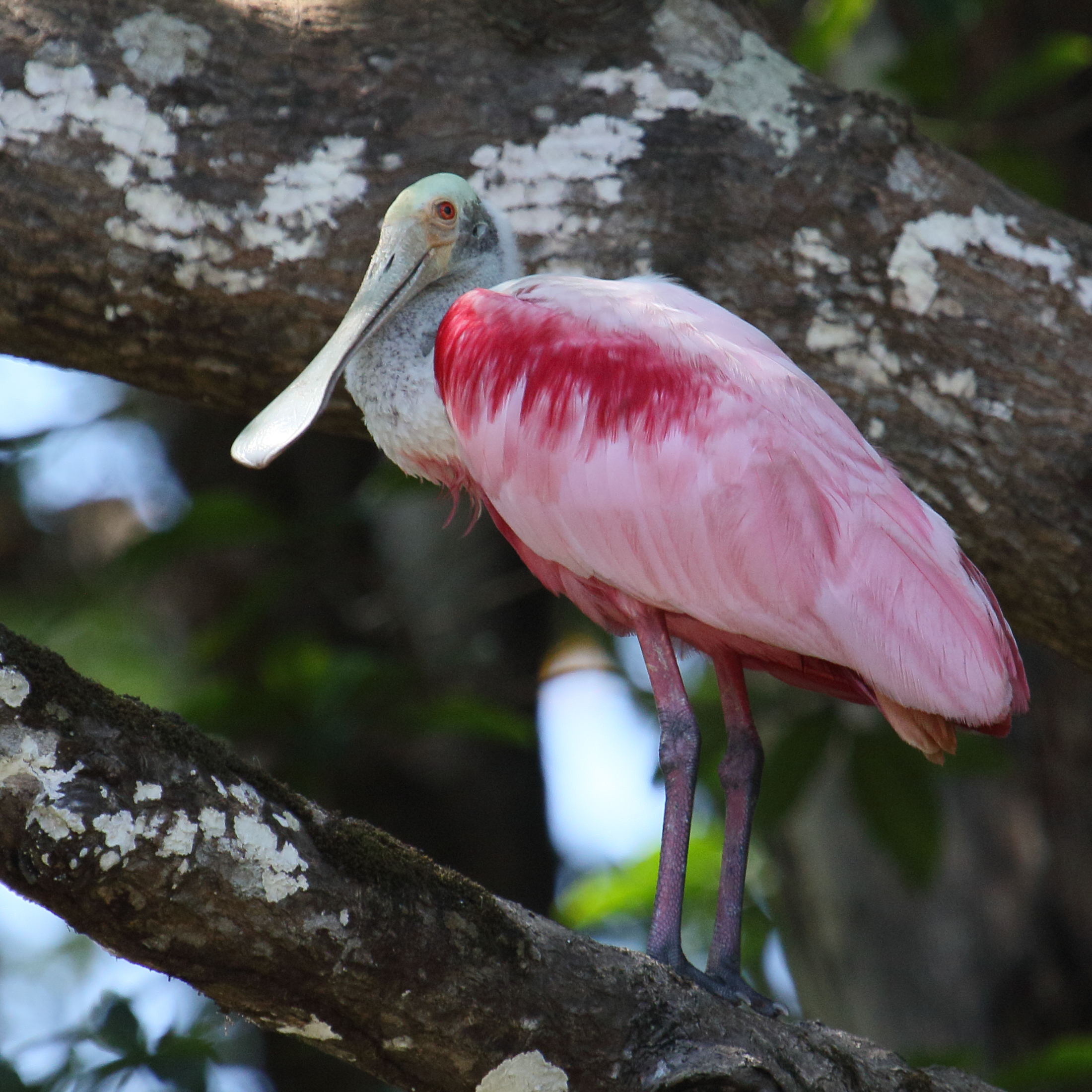 spatule_rosee_-_platalea_ajaja8md