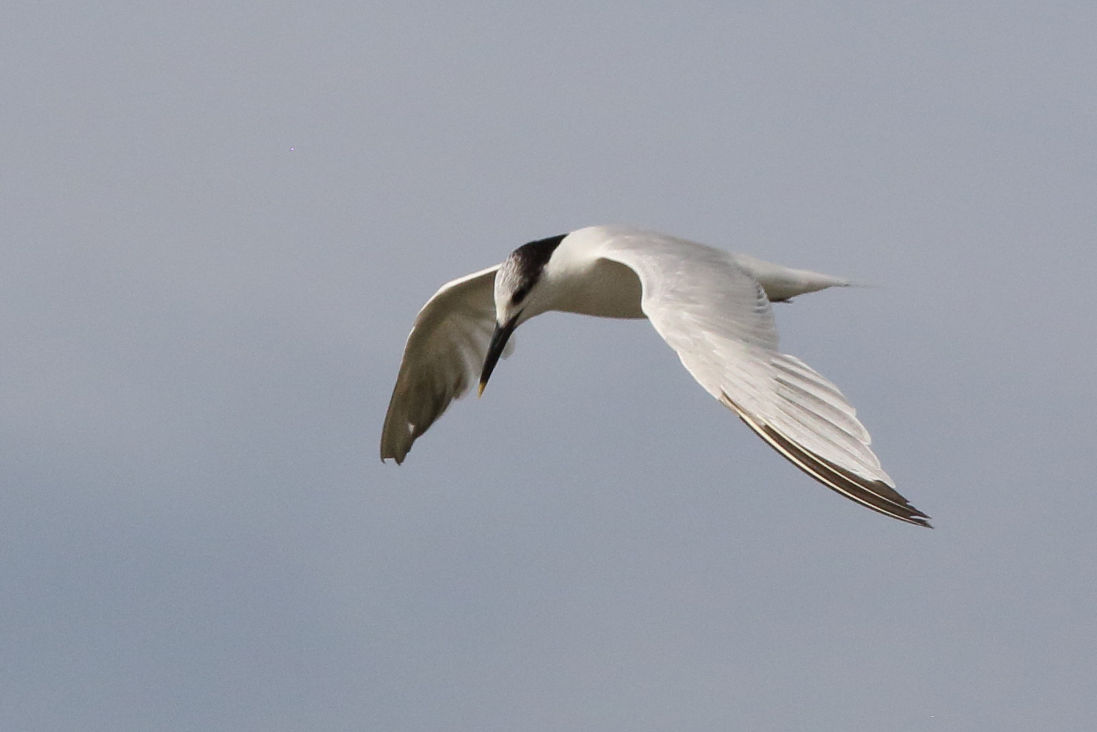 sterne_caugek_-_thalasseus_sandvicensis7bd