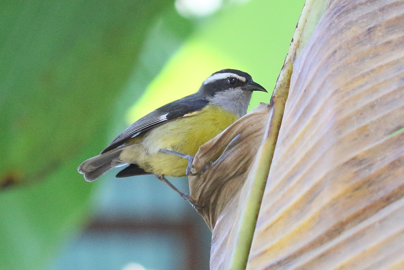 sucrier_a_ventre_jaune_-_coereba_flaveola5md