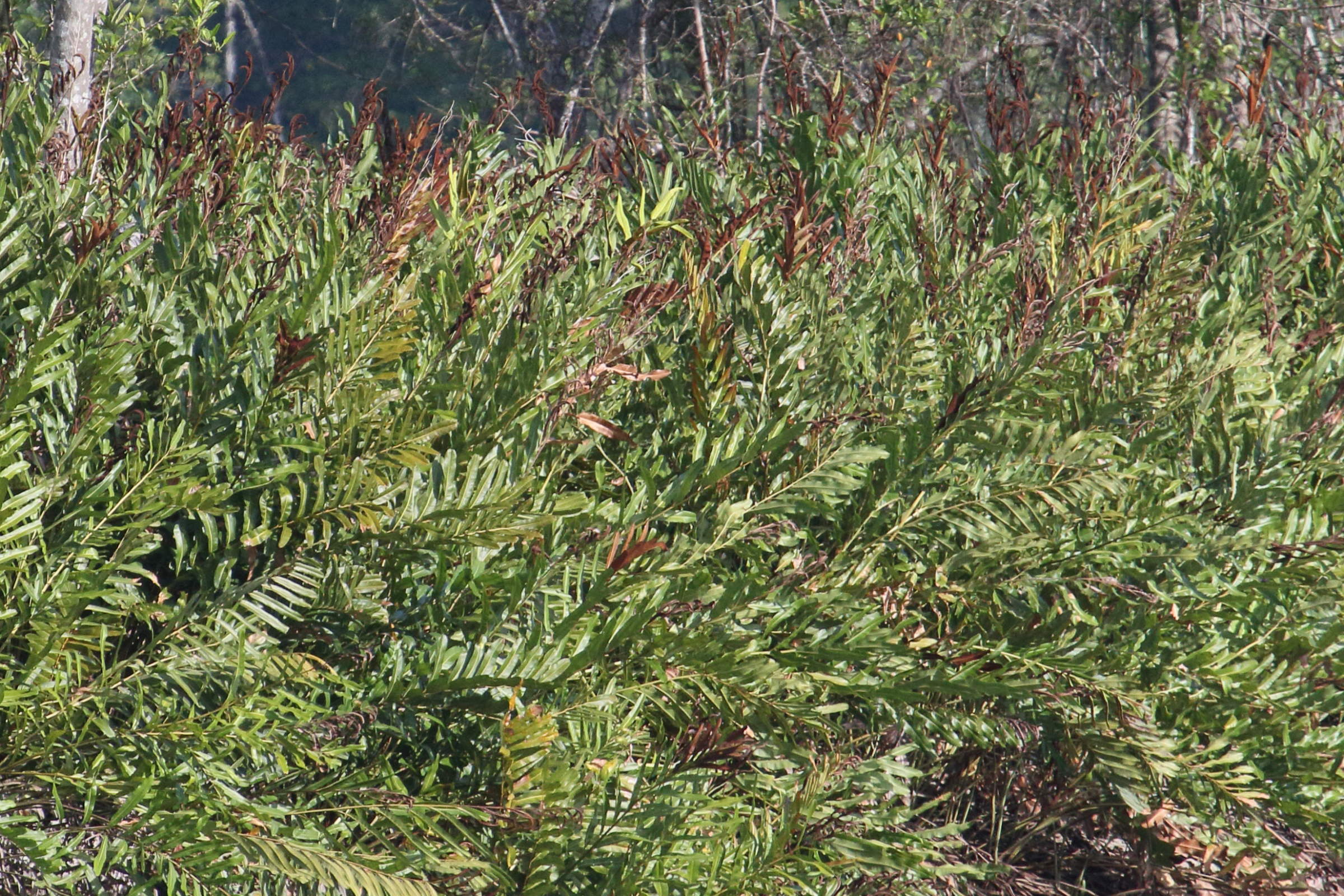 acrostichum_aureum1md