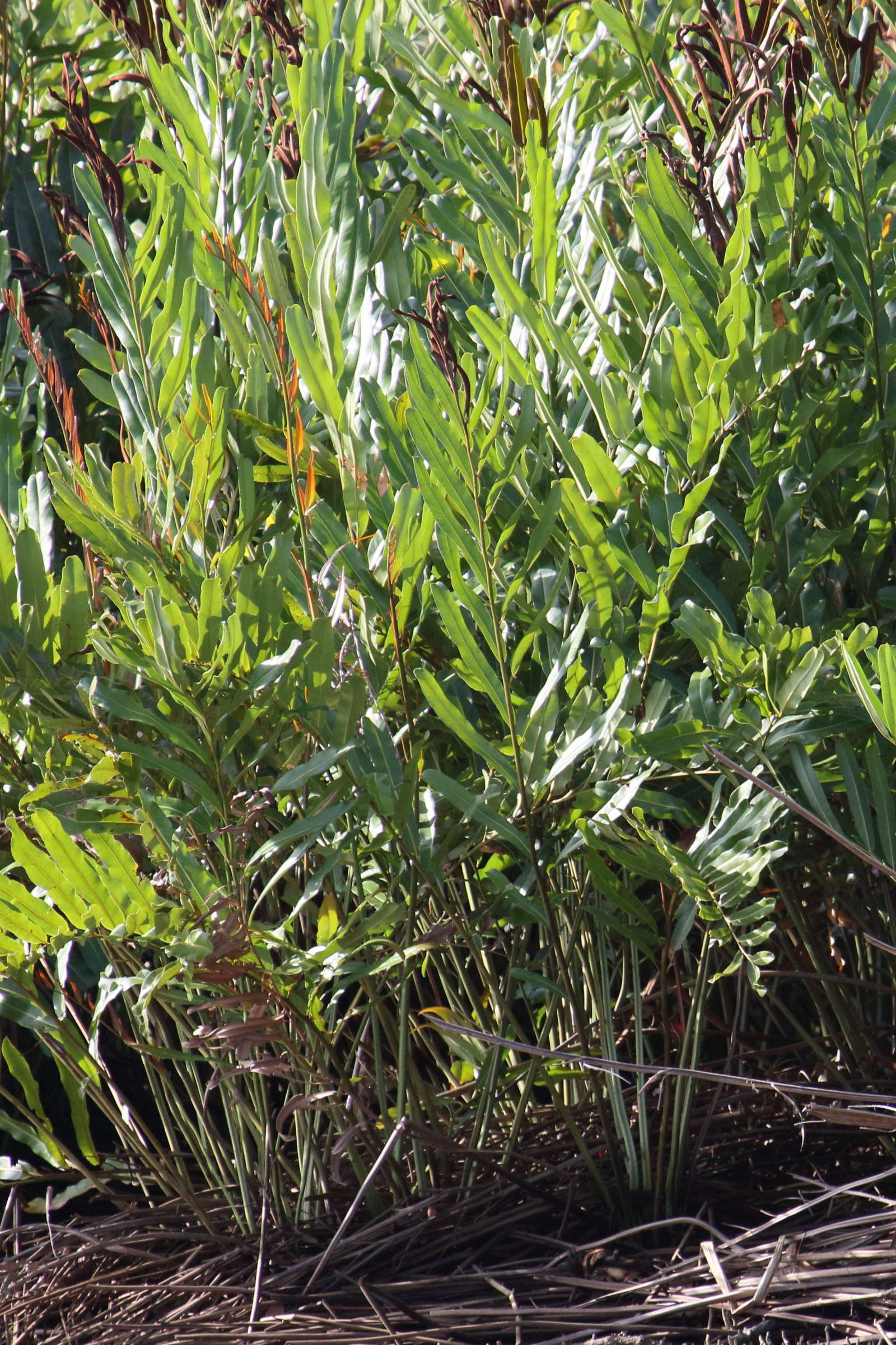 acrostichum_aureum2md