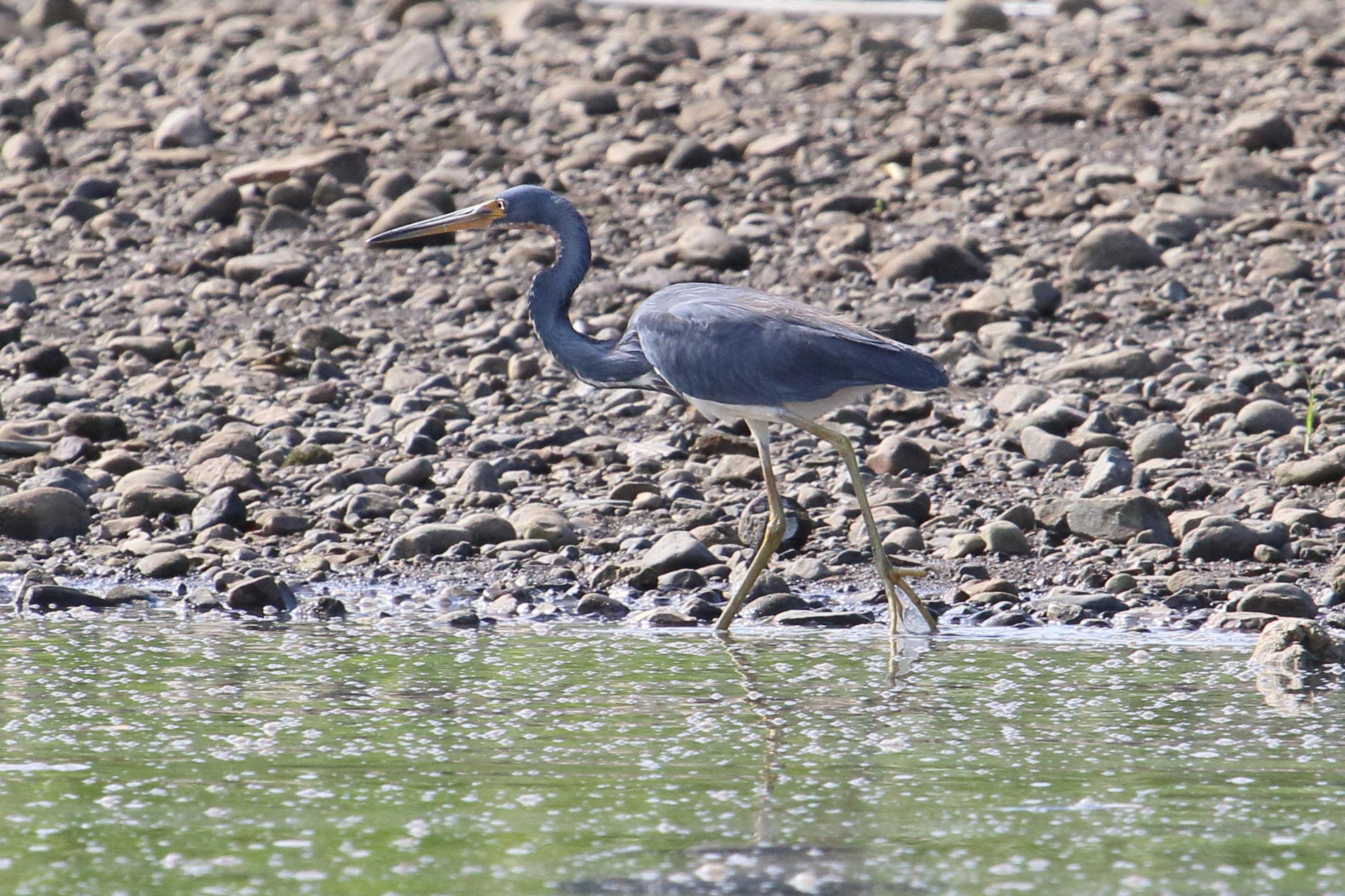 aigrette_tricolore_-_egretta_tricolor1md