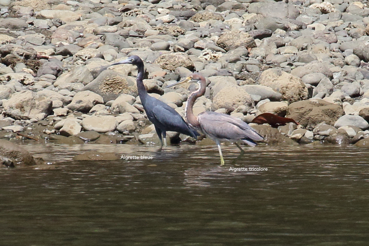 aigrette_tricolore_-_egretta_tricolor2bd