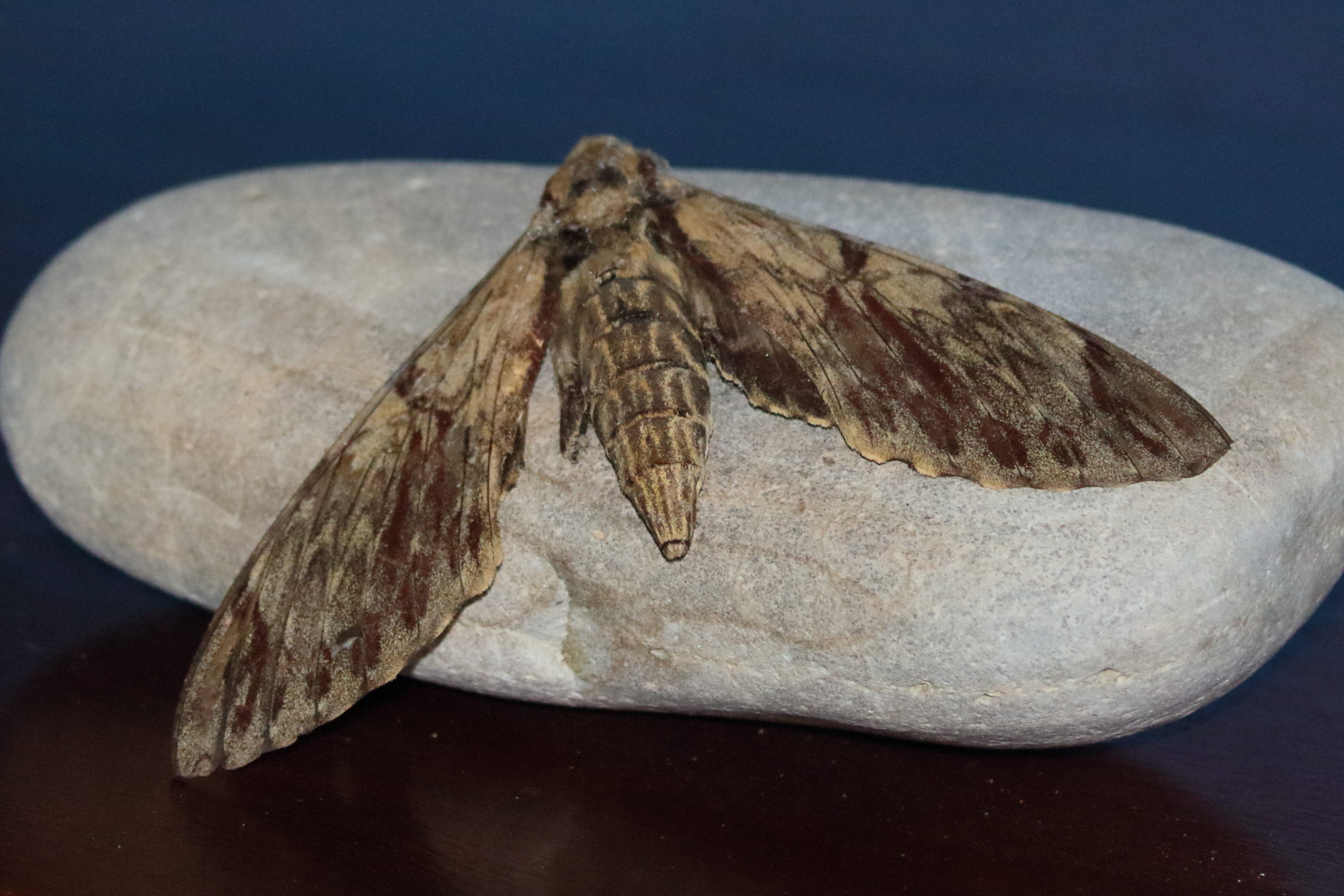 amphimoea_walkeri1bd