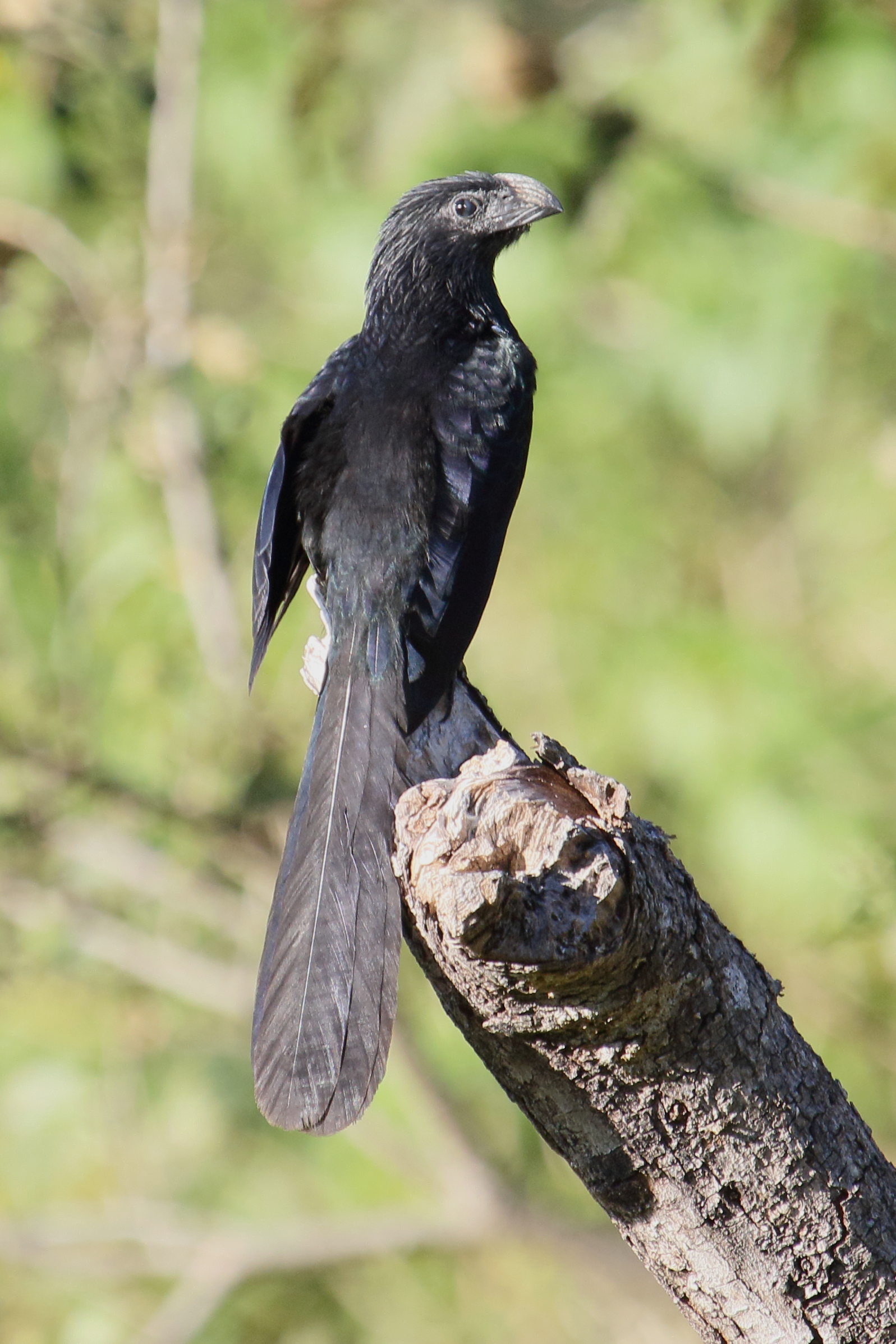 ani_a_bec_cannele_-_crotophaga_sulcirostris1md