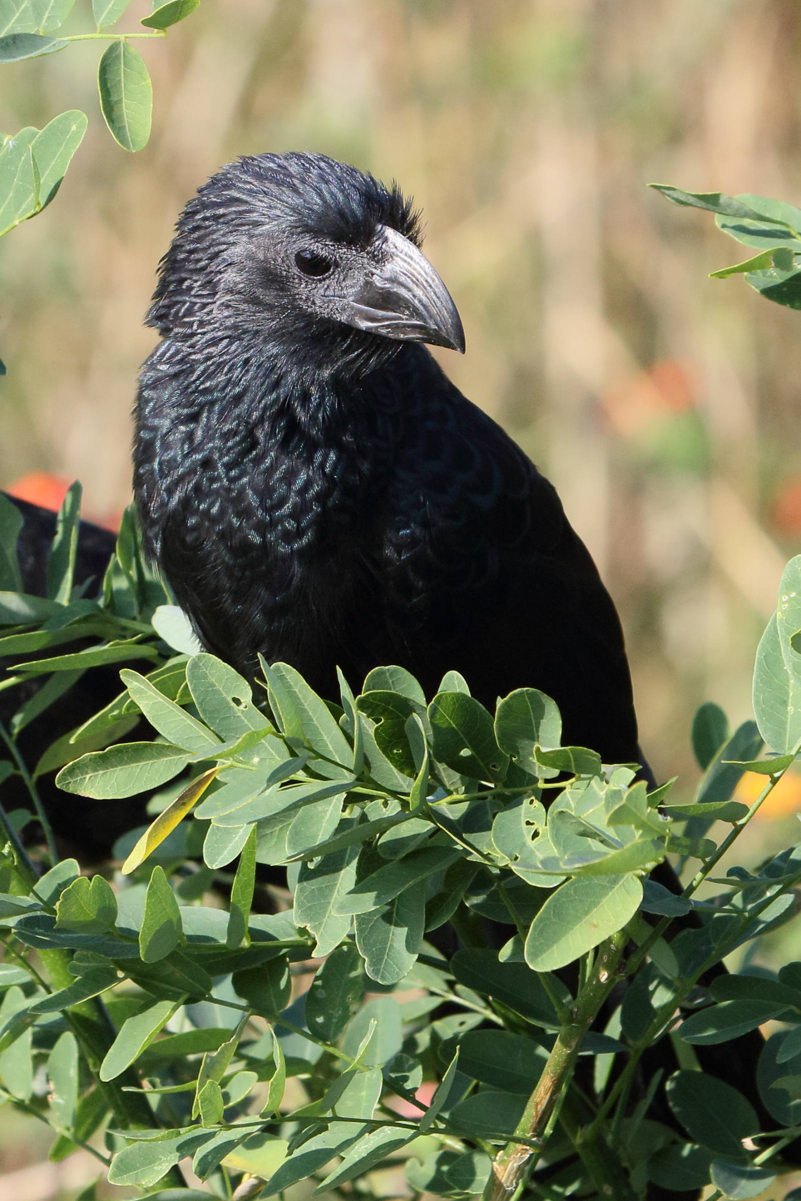 ani_a_bec_cannele_-_crotophaga_sulcirostris2md