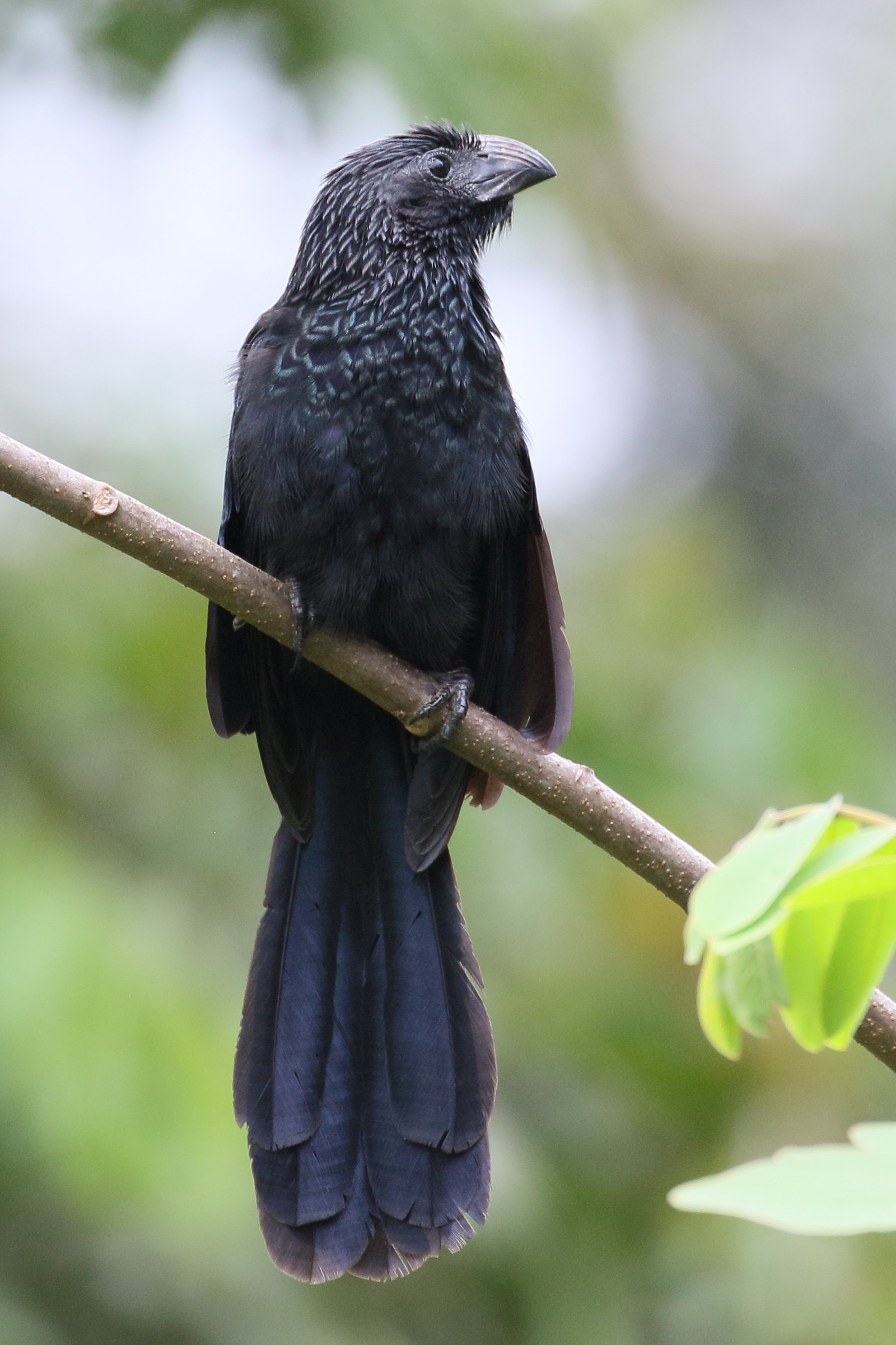 ani_a_bec_cannele_-_crotophaga_sulcirostris3bd