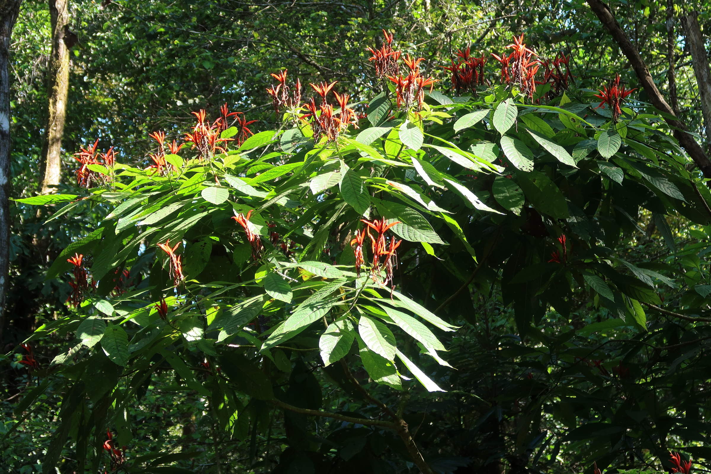 aphelandra_lingua-bovis1md