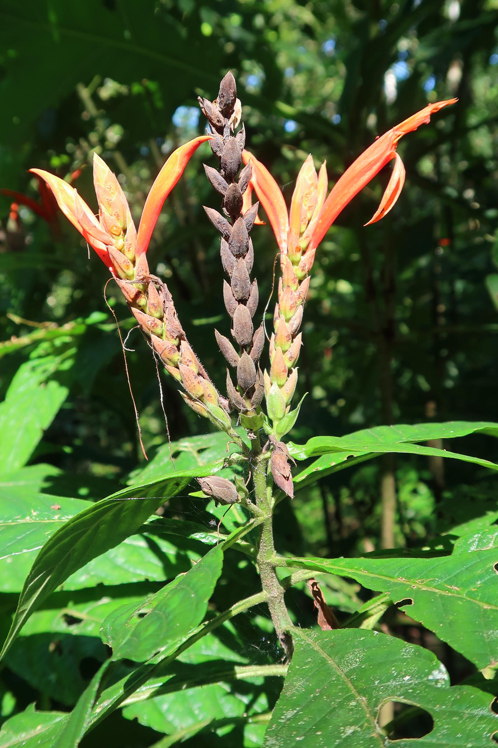 aphelandra_lingua-bovis2md