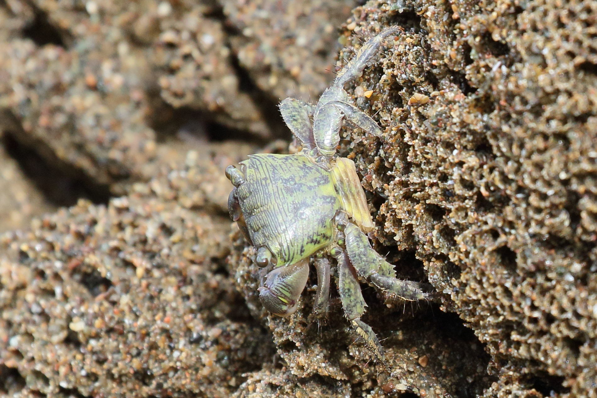 grapsus_transversus1bd