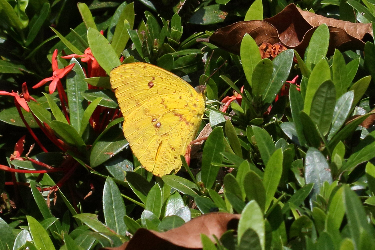 phoebis_sennae_marcellina3md