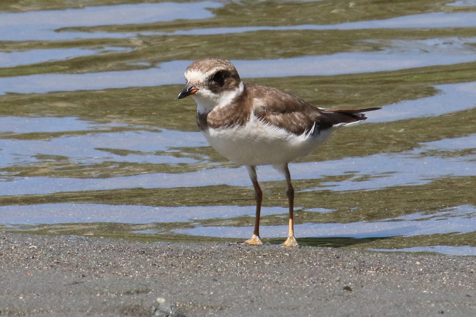 pluvier_semipalme_-_charadrius_semipalmatus4md