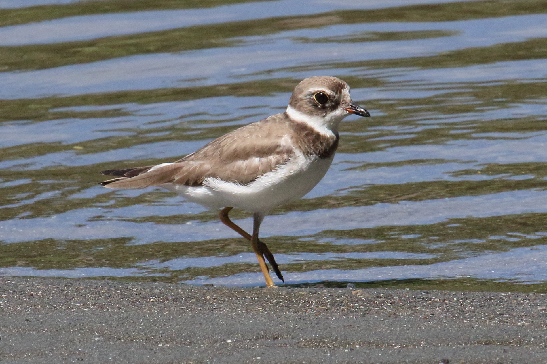 pluvier_semipalme_-_charadrius_semipalmatus5md