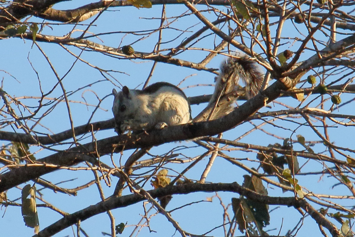 sciurus_variegatoides6md